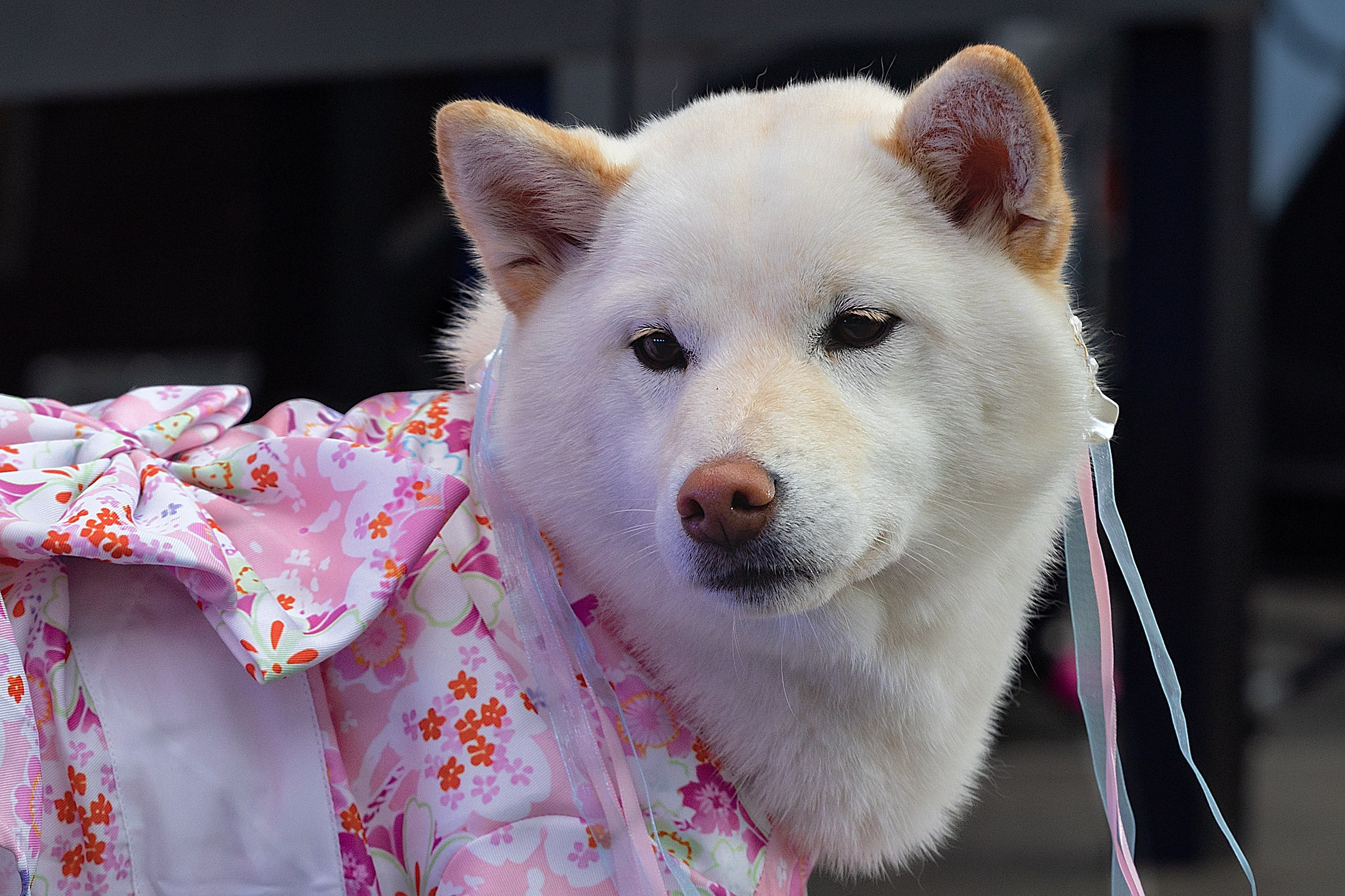 Petshop Days 2026. Репортажный фотограф