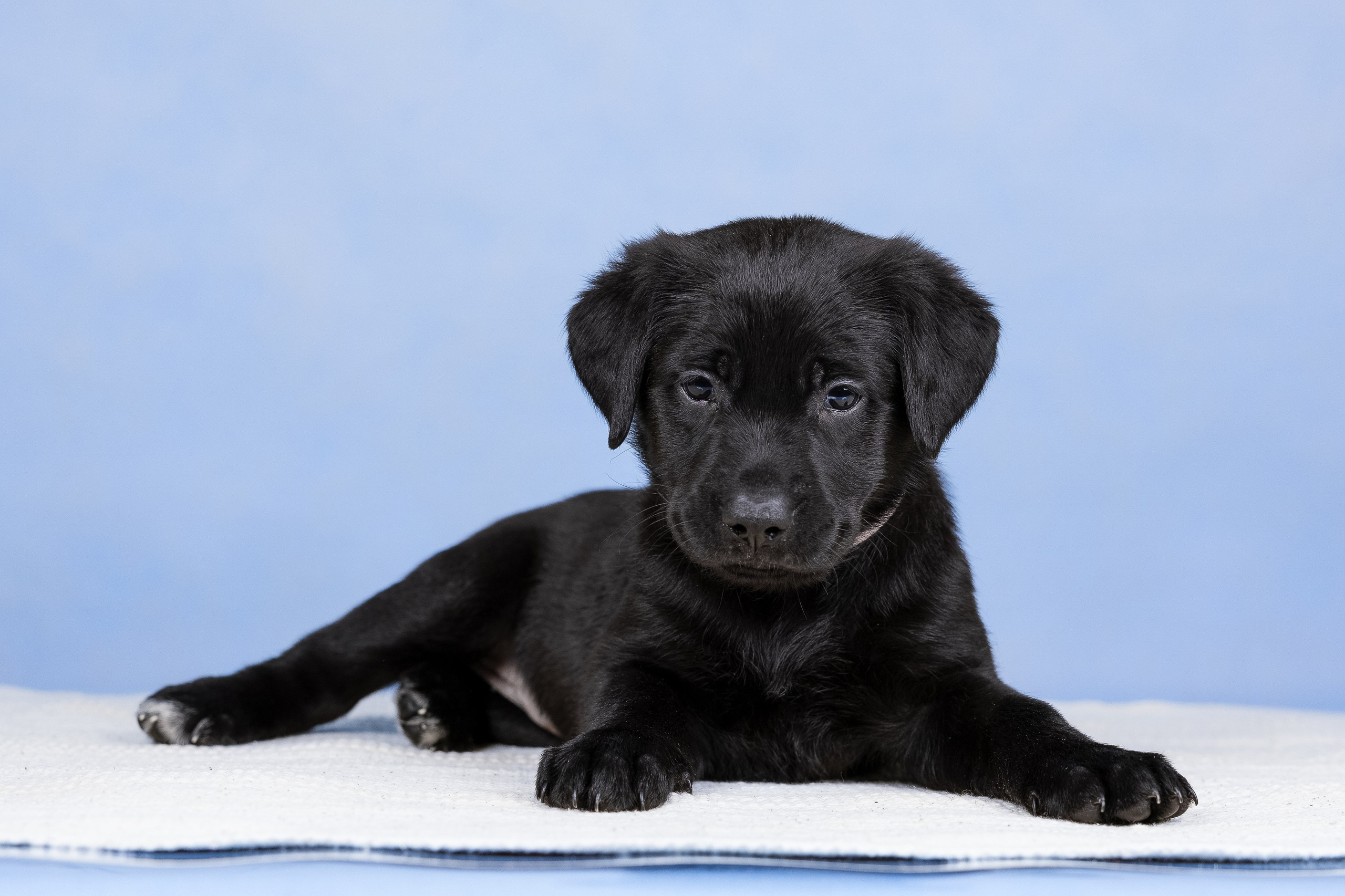 Щенки в домашней студии. Фотограф анималист в Казани Алина Сулейманова. Фотограф животных