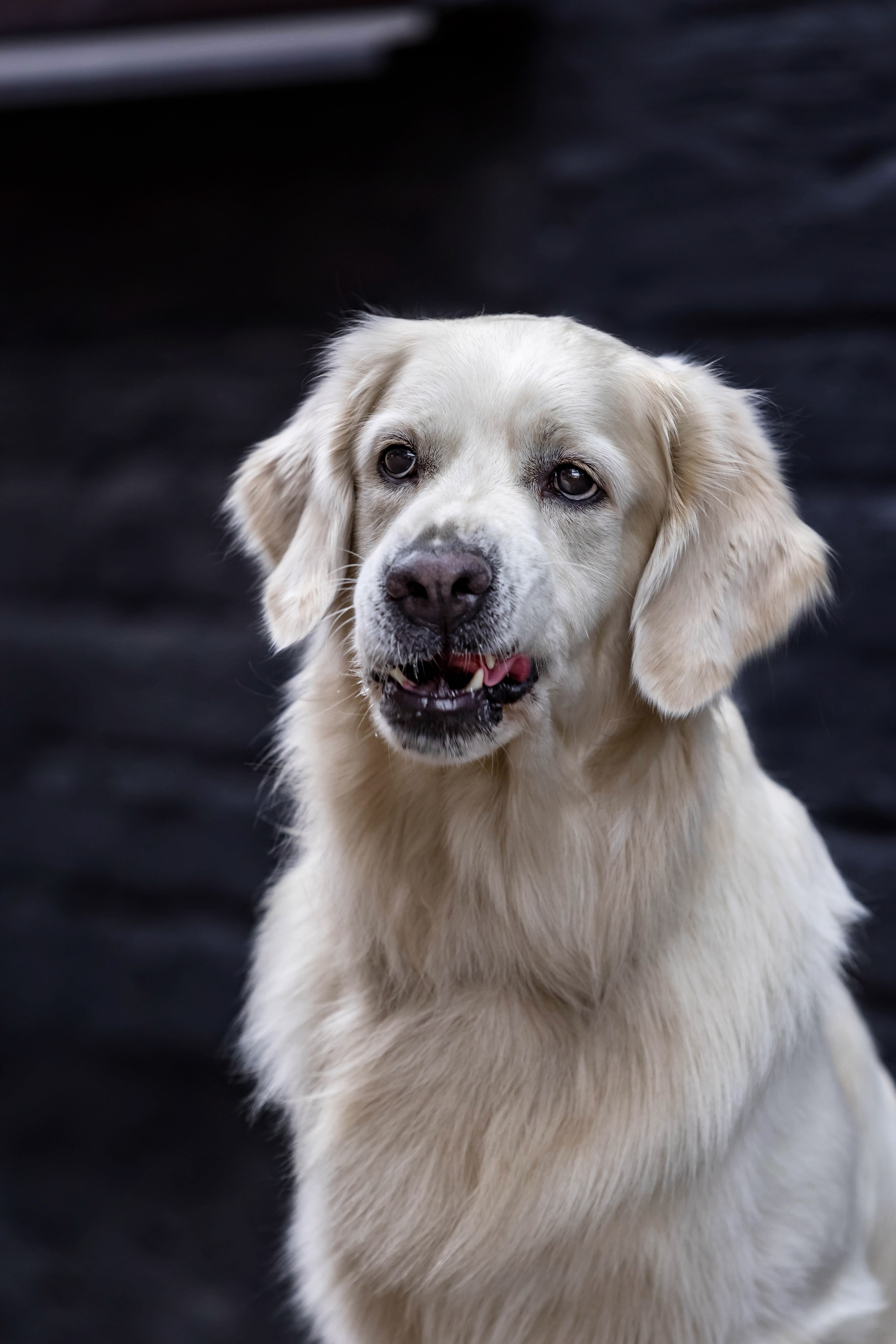 Голден. Https://moshkovaphoto.ru/