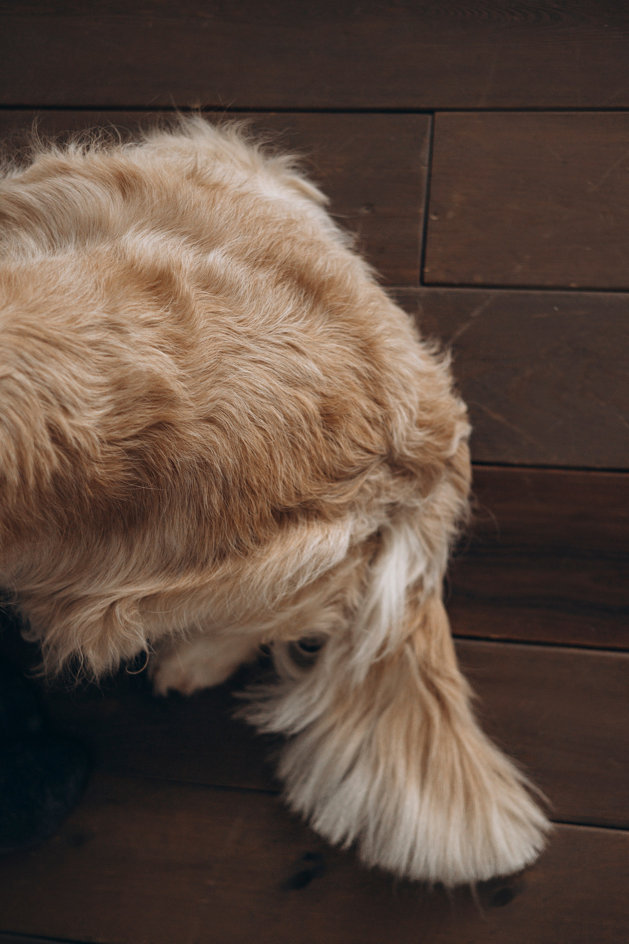 Ирина и Луна. Фотограф — Анималист | Санкт-Петербург