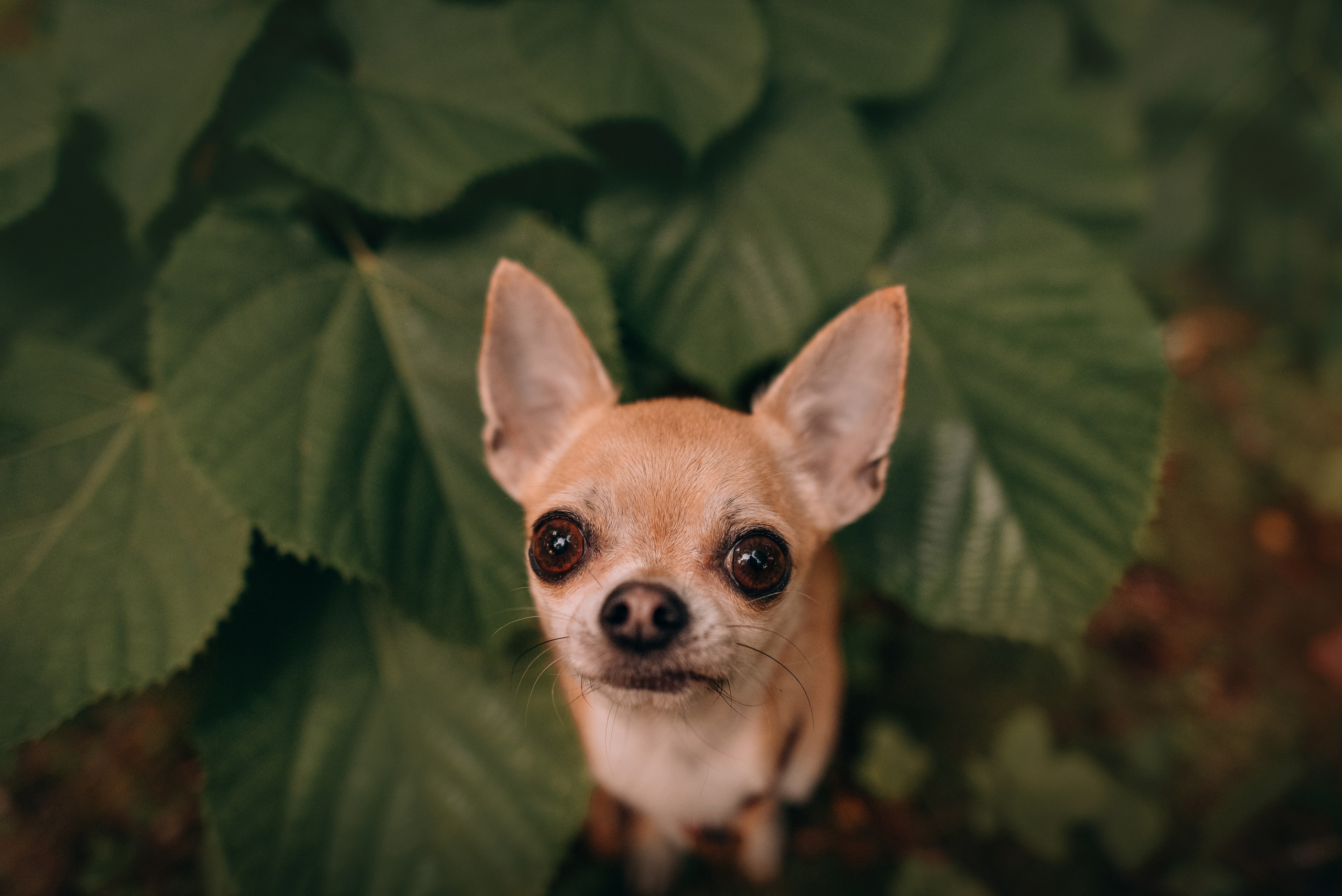 Прогулка: чихуахуа Хенни и Алина во Владивостоке. Портфолио