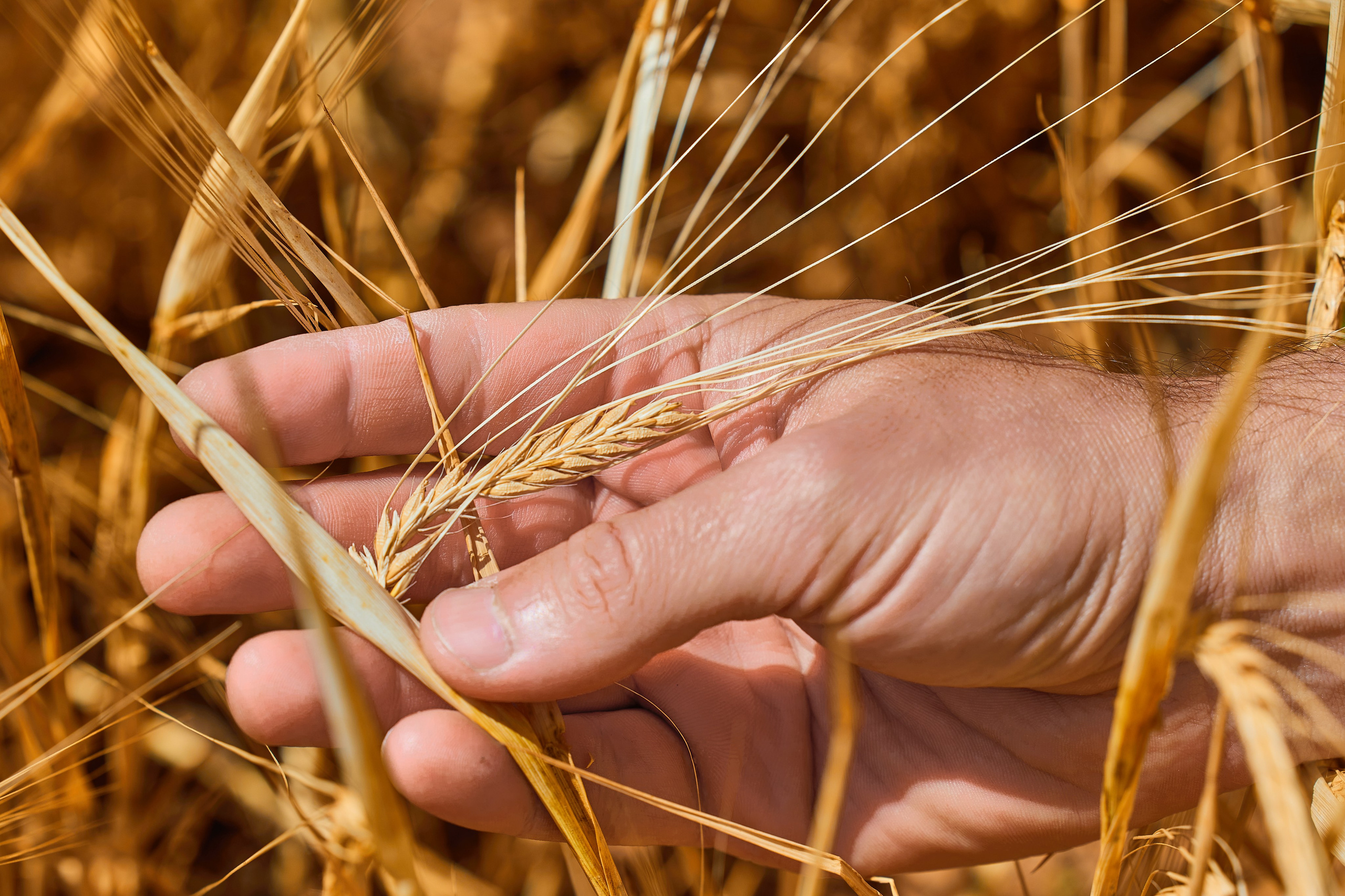 Close-up of a hand gently holding a ripe wheat ear in a golden field