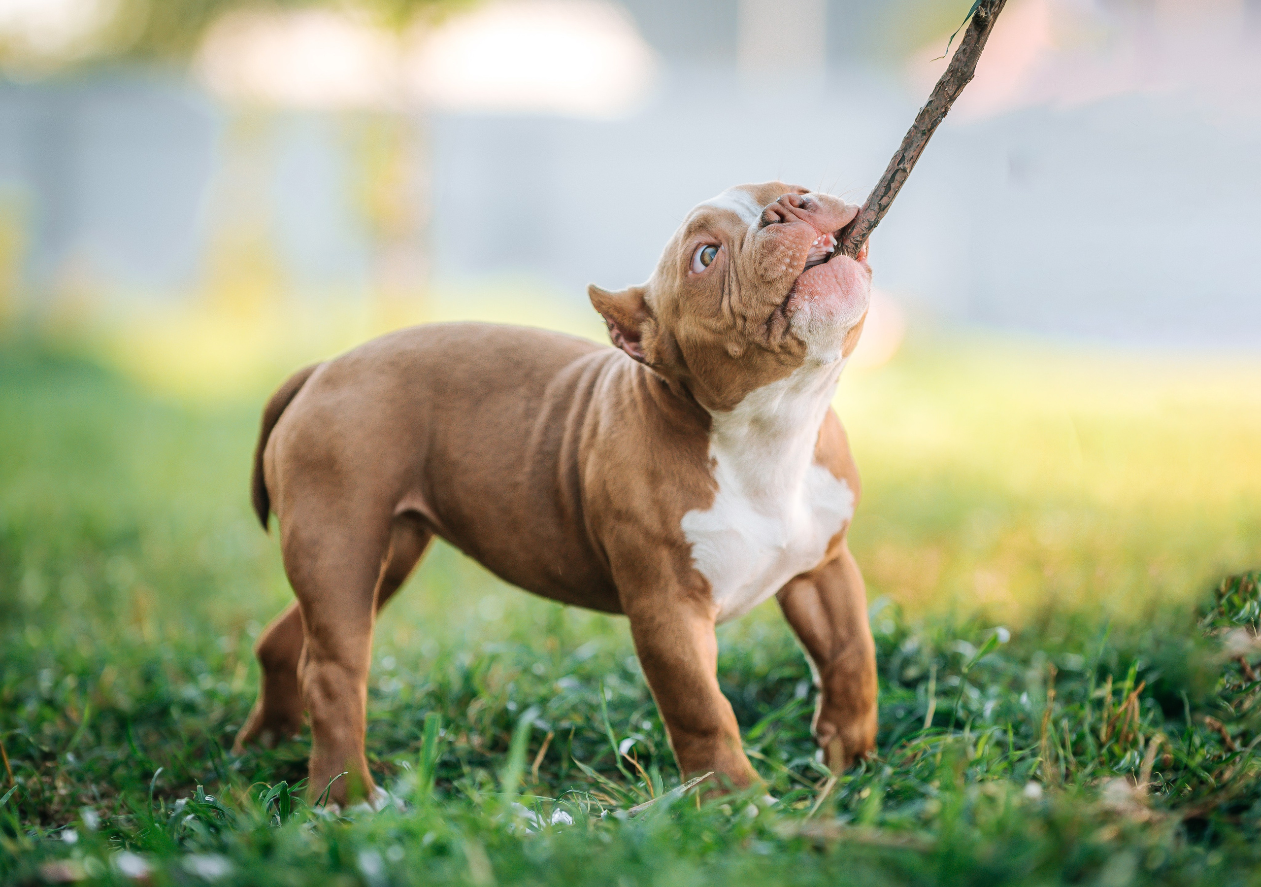 Американский булли щенки. Главная