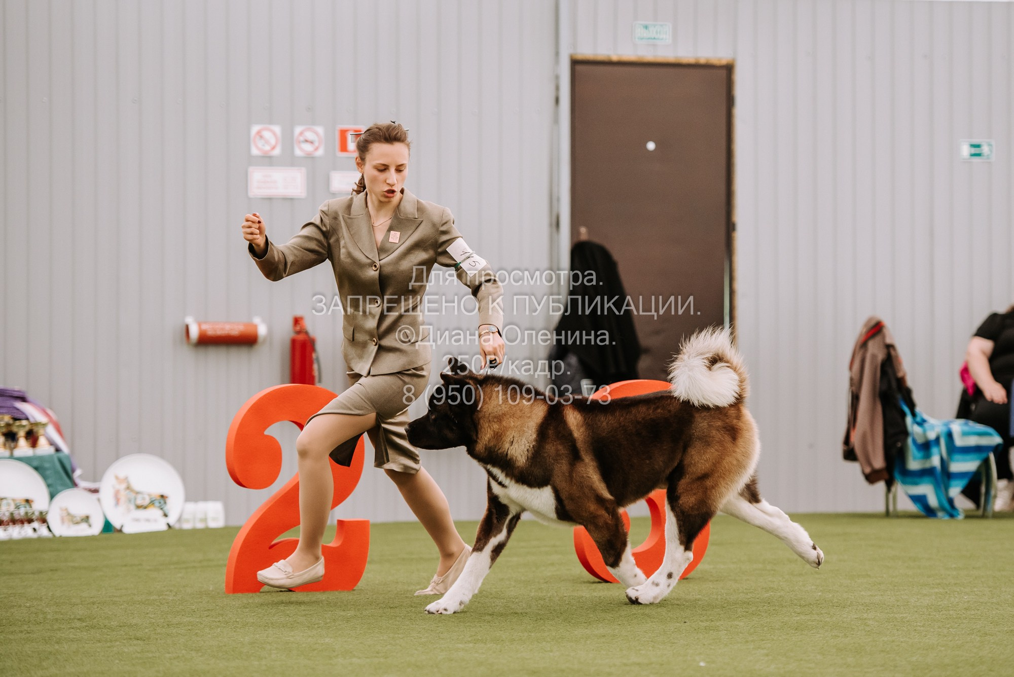 Выставка собак Красноярск 2.06. Фотограф Диана Оленина Красноярск / Братск