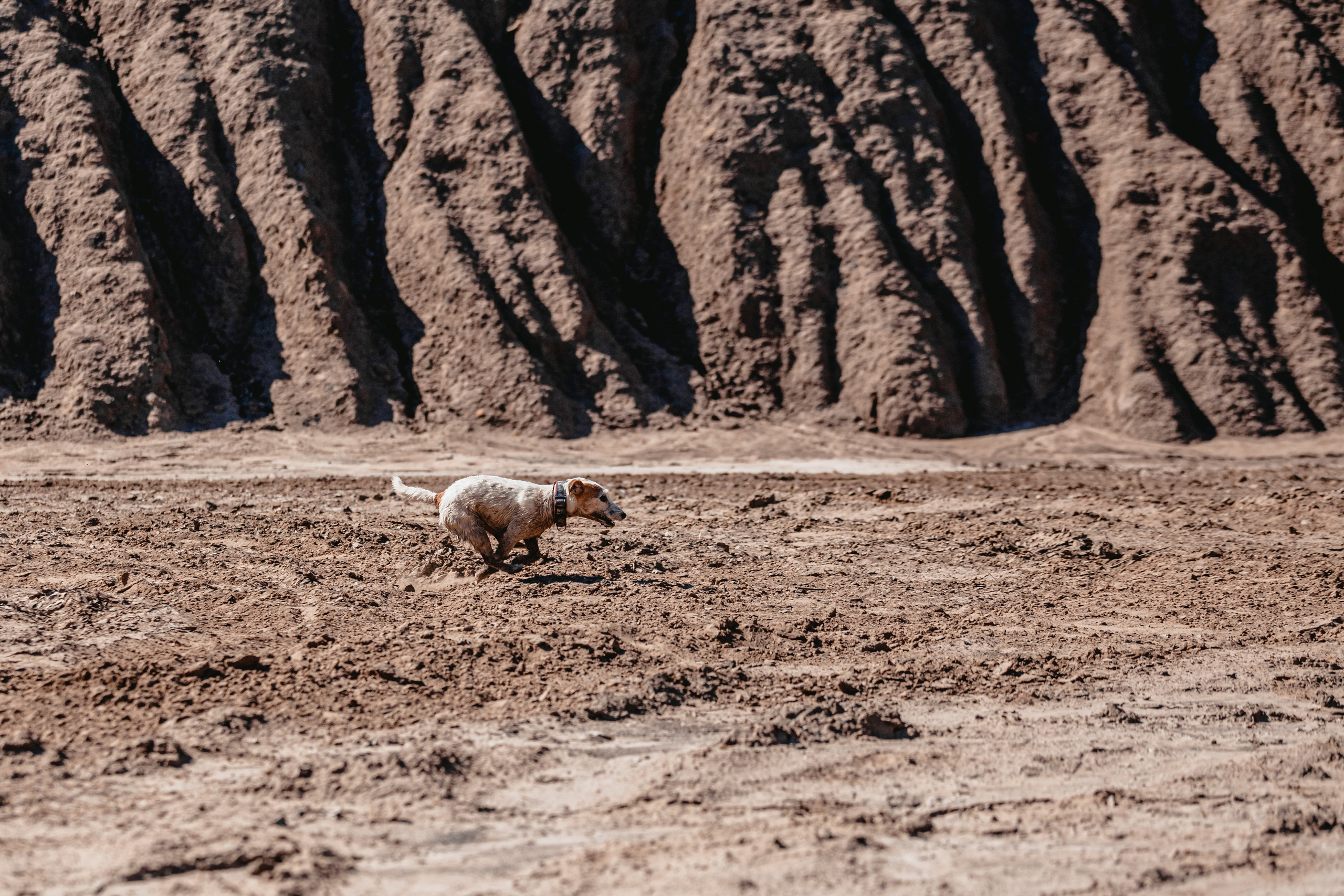 Кондуки. Фотограф-анималист Татьяна Степанова