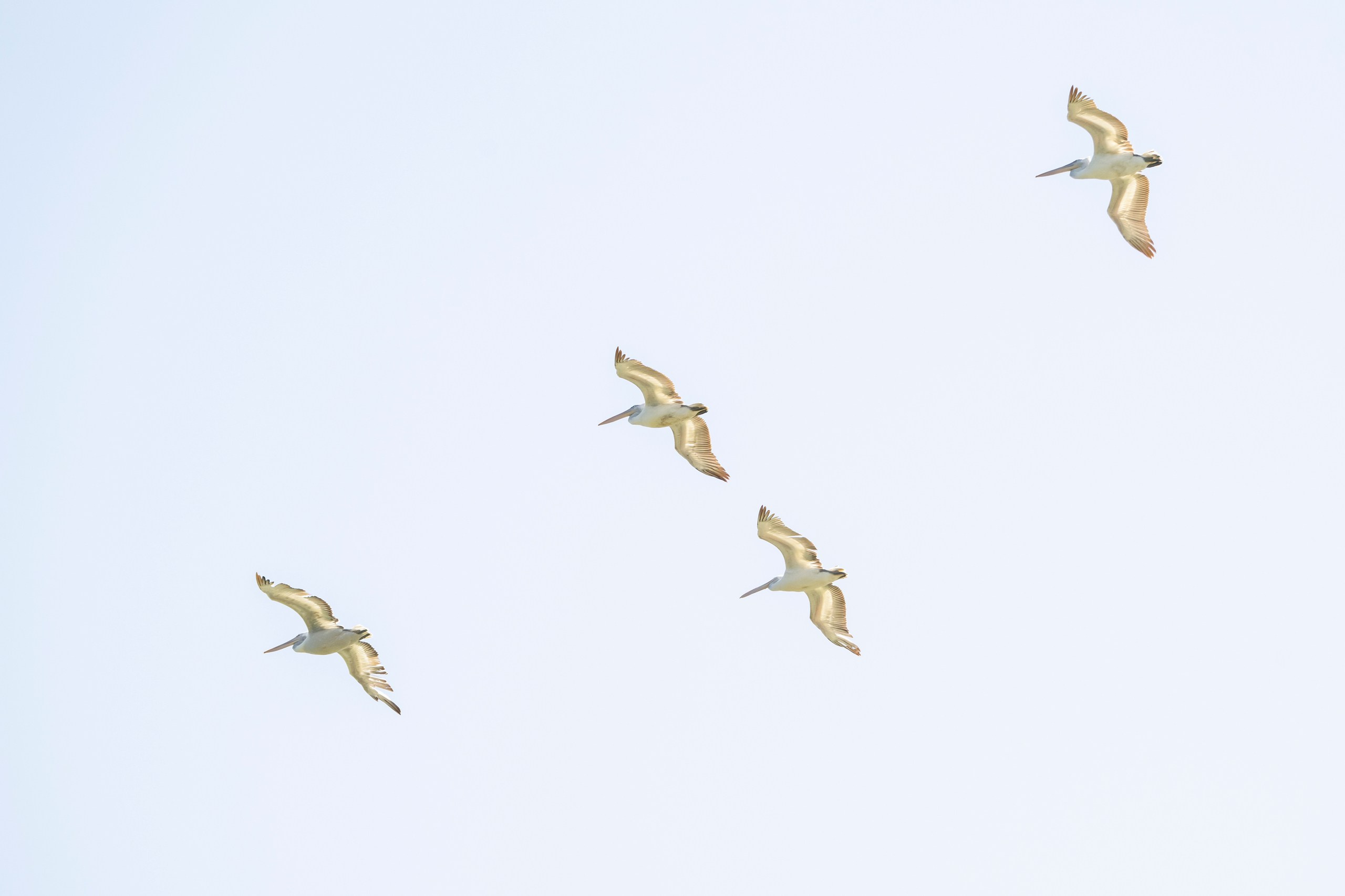 Дикая природа Дагестана. Май 2025 г. Foto-Zuev фотография как искусство