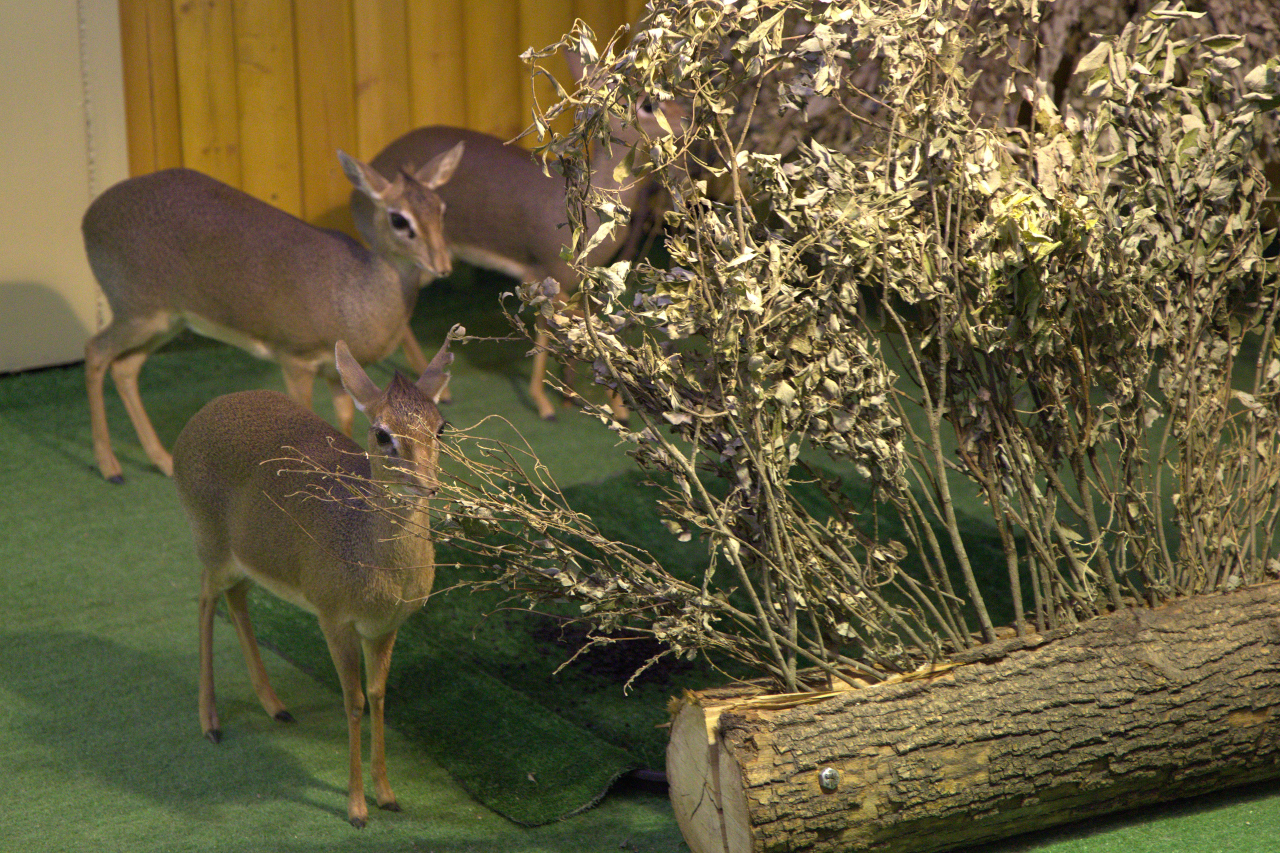 ЗООПАРК. ФОТОГРАФ В МОСКВЕ СТАНИСЛАВ КОБЗЕВ