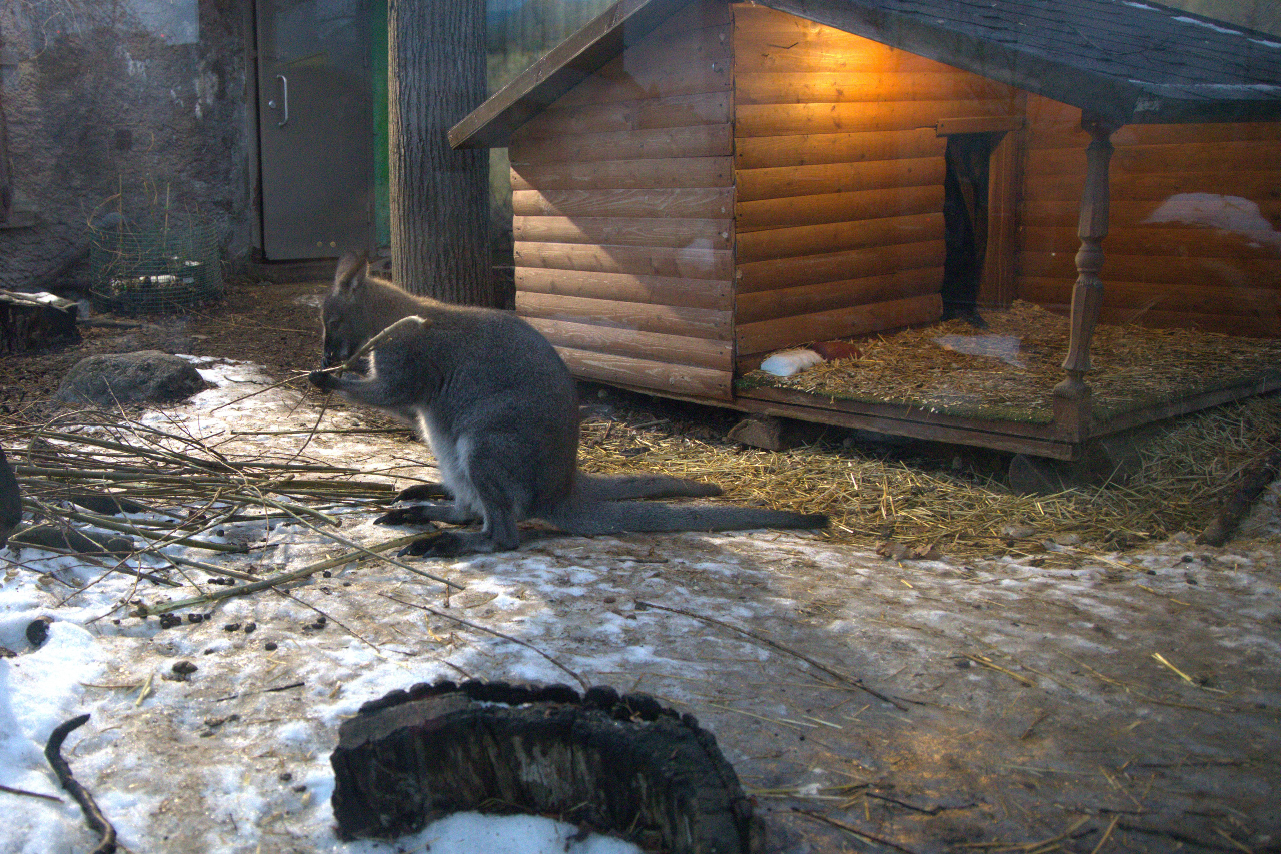 ЗООПАРК. ФОТОГРАФ В МОСКВЕ СТАНИСЛАВ КОБЗЕВ