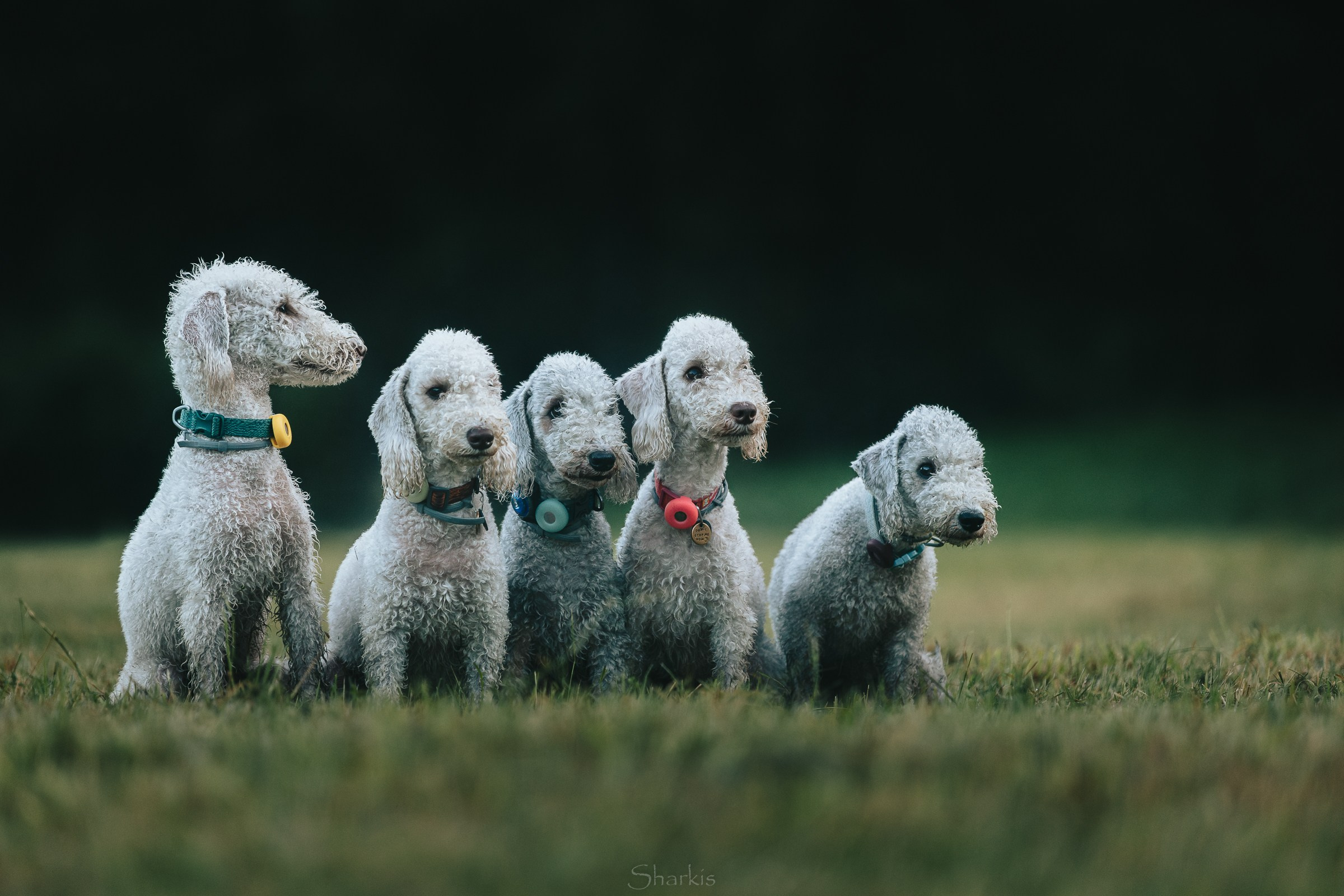 Хиппи, Ваня, Ведьма, Луна, Корица. Фотограф Елизавета Филатова