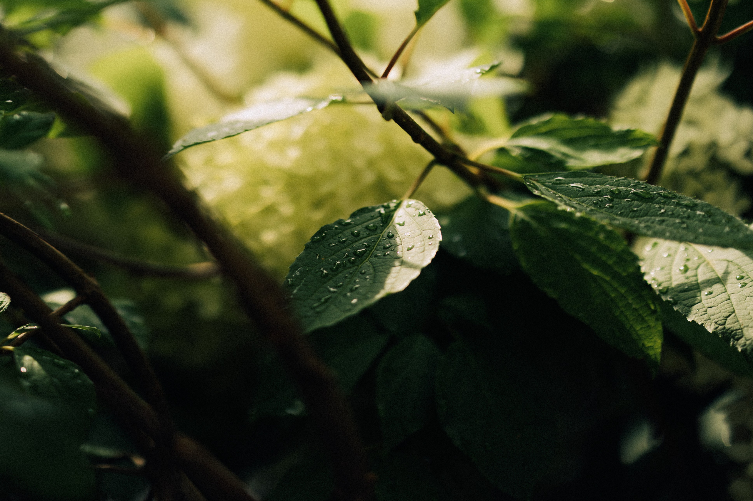 Сотканы из любви. Daria Chigintseva Photographer
