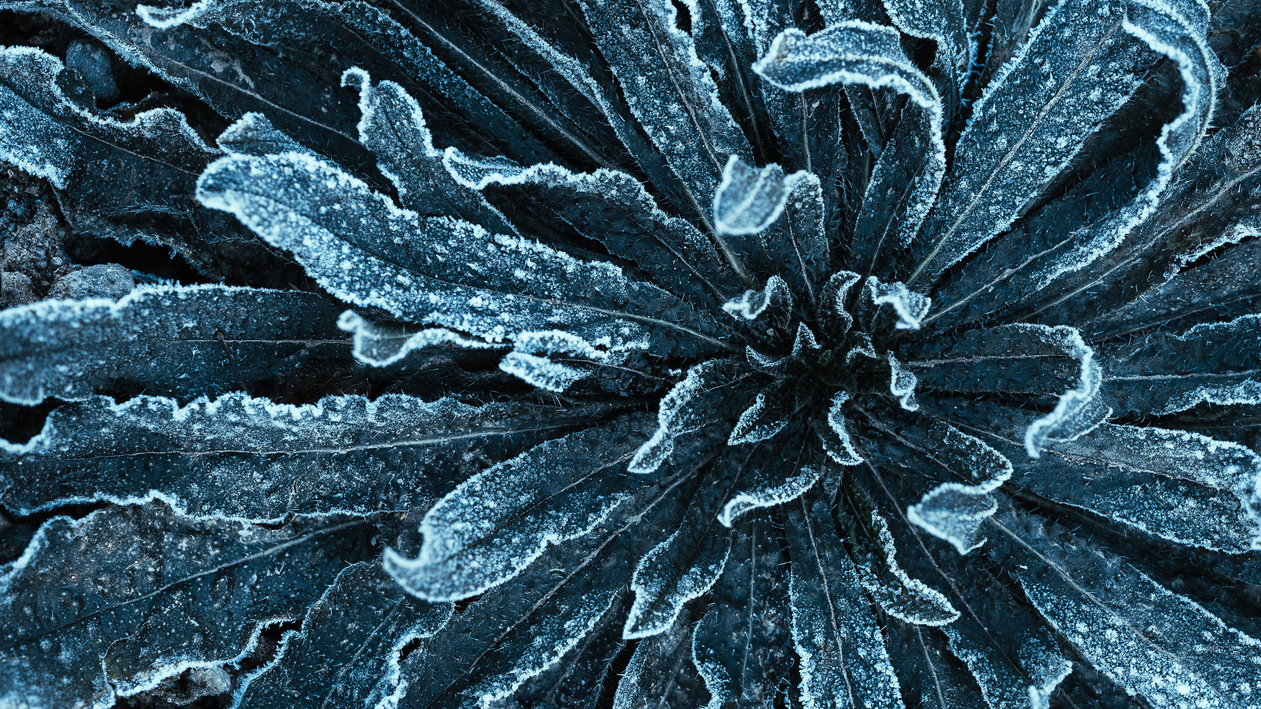 Каталог обоев для ПК\ноутбук. Oleg Kozachok — Photographer with Protanopia | Portraits, Texture & Light