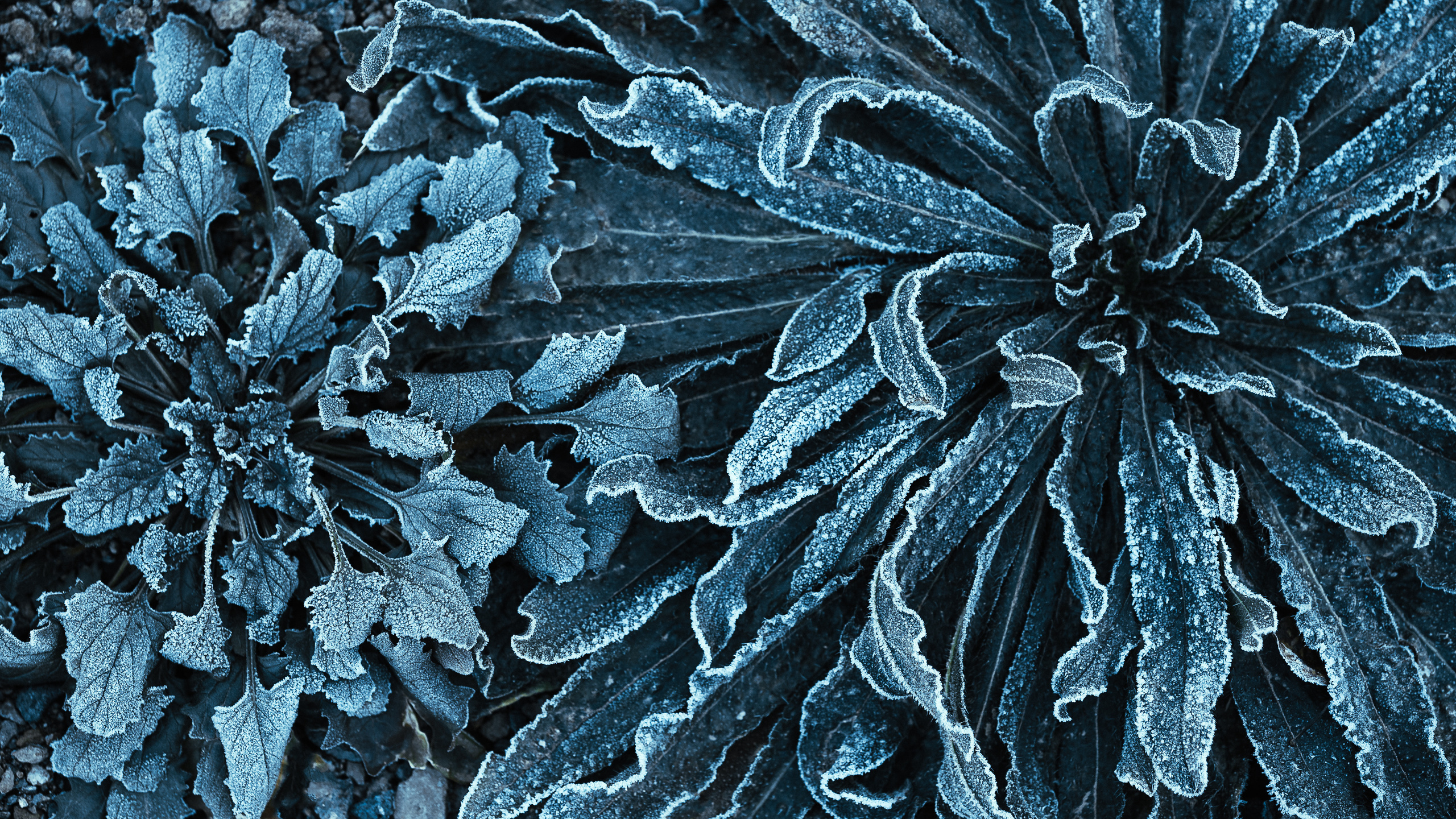 Каталог обоев для ПК\ноутбук. Oleg Kozachok — Photographer with Protanopia | Portraits, Texture & Light