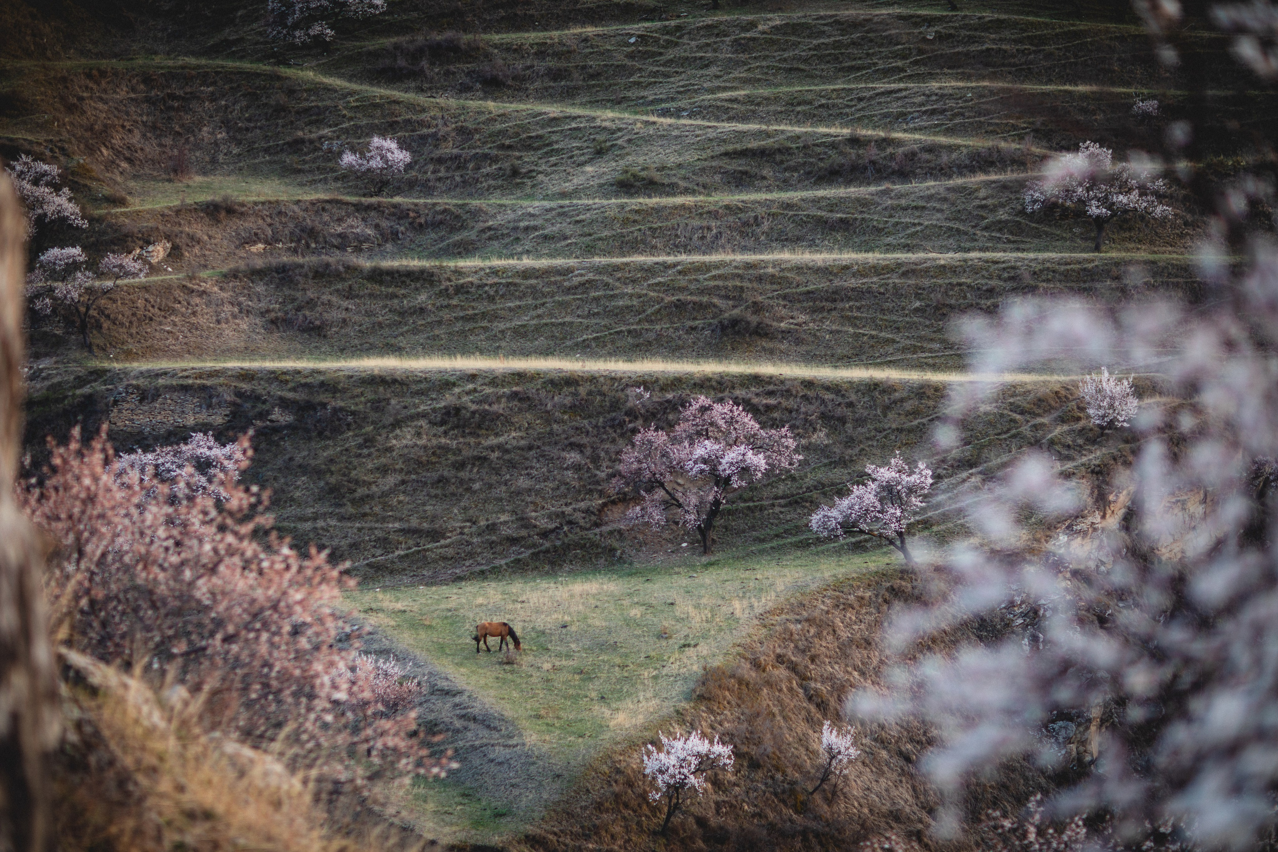 Дагестан. Семейный фотограф в Москве Анастасия Гурьянова