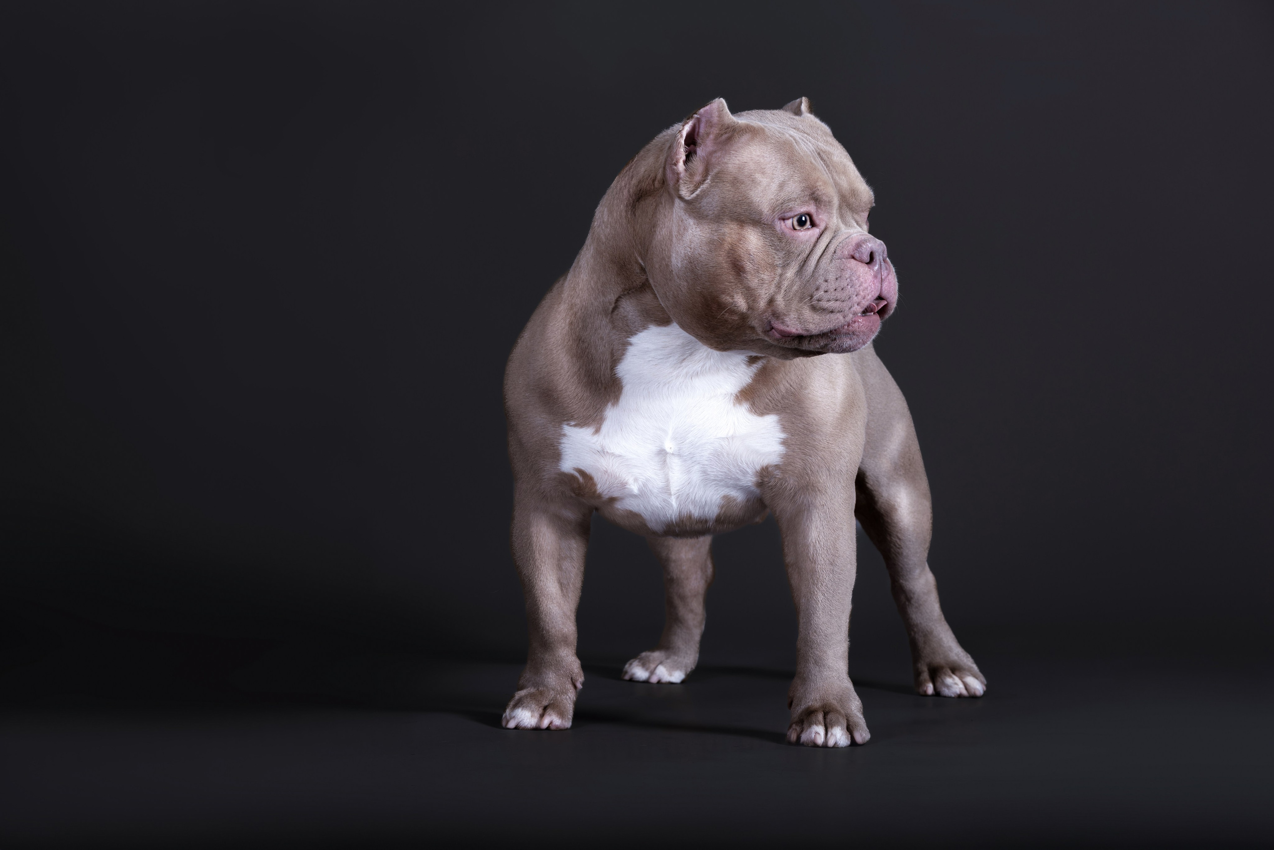 Студия. Главная