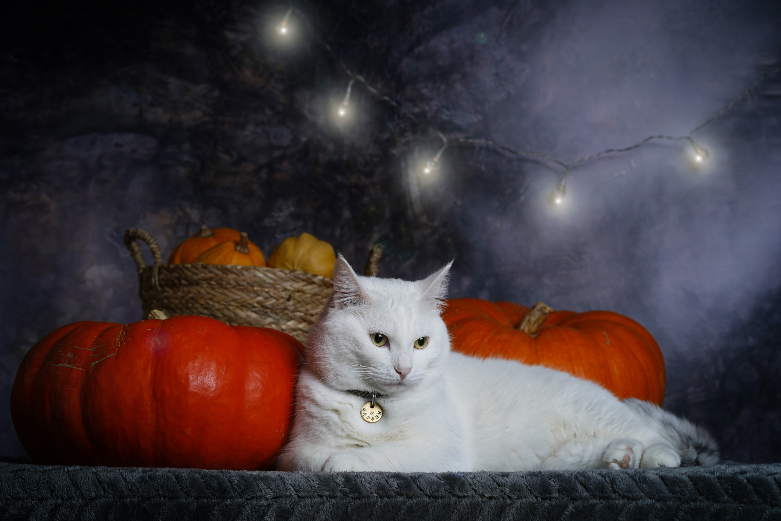 Маффин и Хэллоуин. Фотограф-анималист в Санкт-Петербурге Яна Мартынова