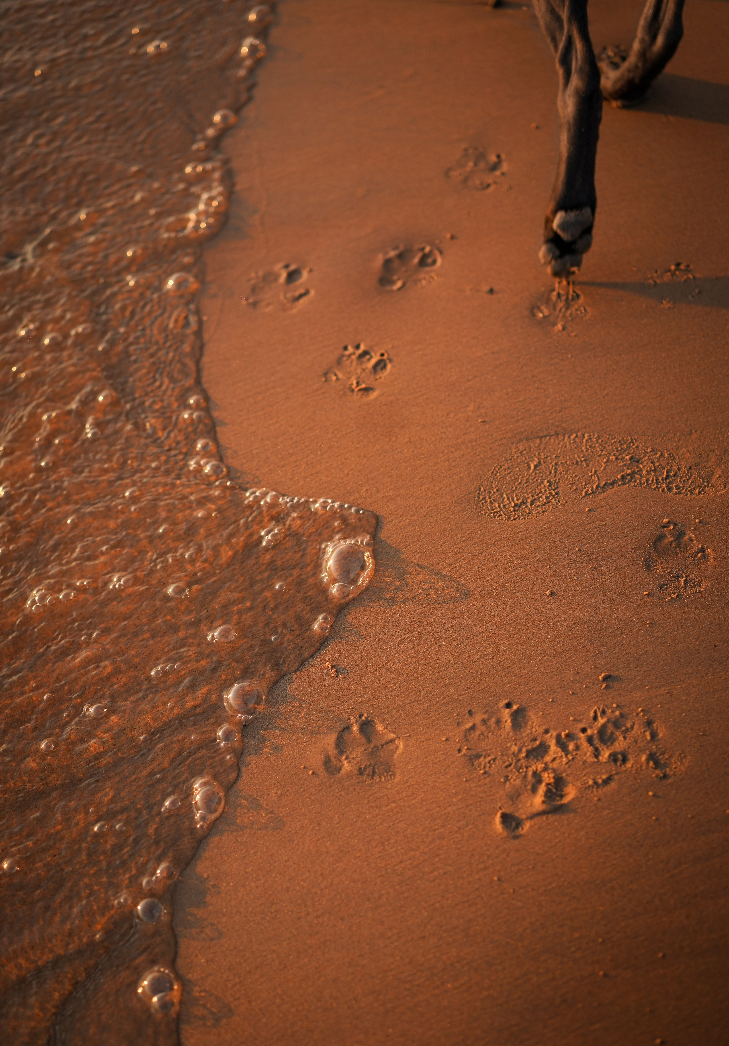 Вероника и Адам. Фотограф-анималист в Санкт-Петербурге Яна Мартынова