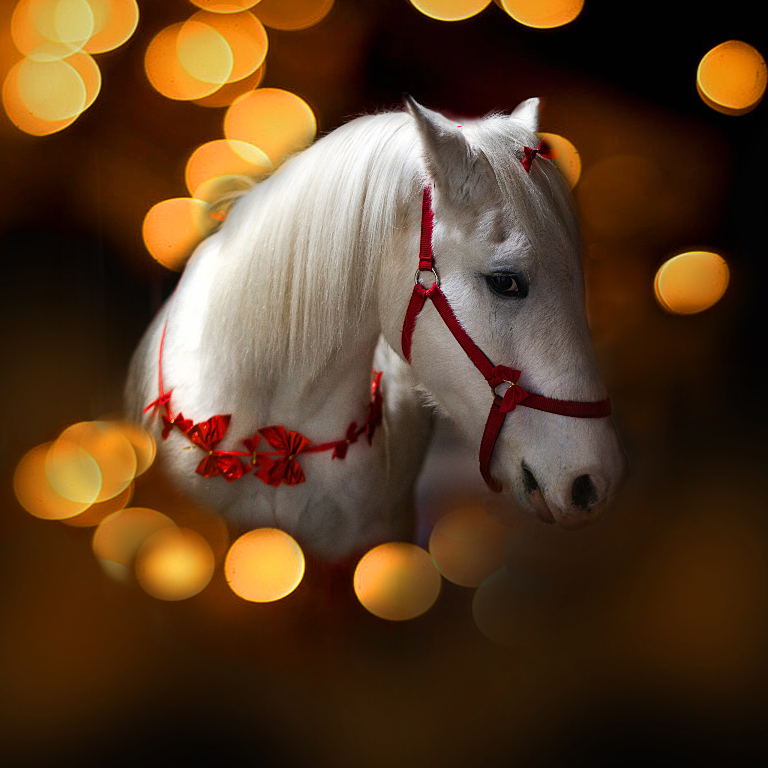 Лошади. Конный фотограф в Саратове Юлия Иванова