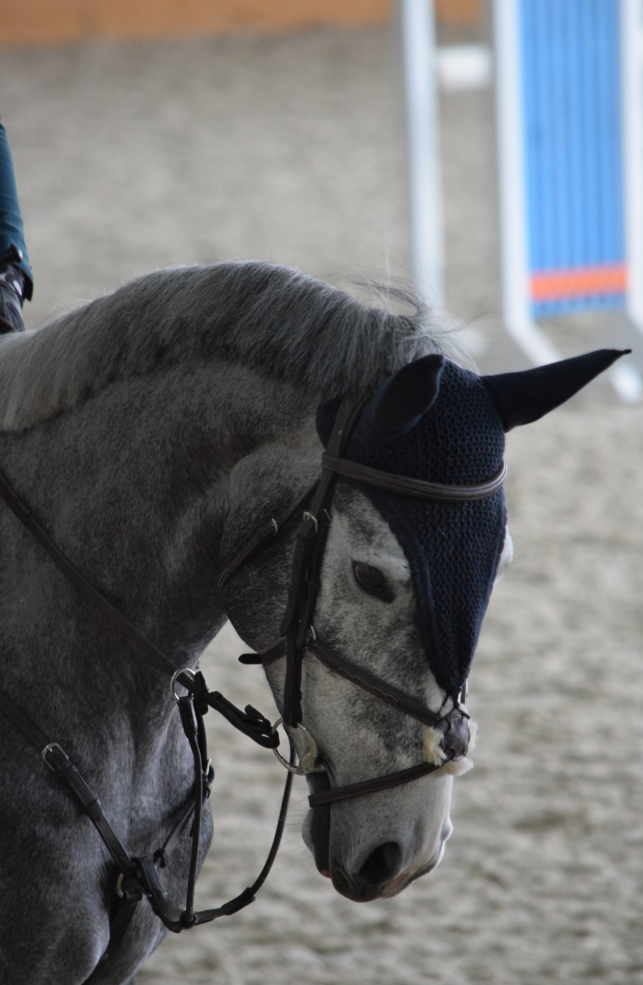 Конкур Гермес. Конный фотограф в Саратове Юлия Иванова