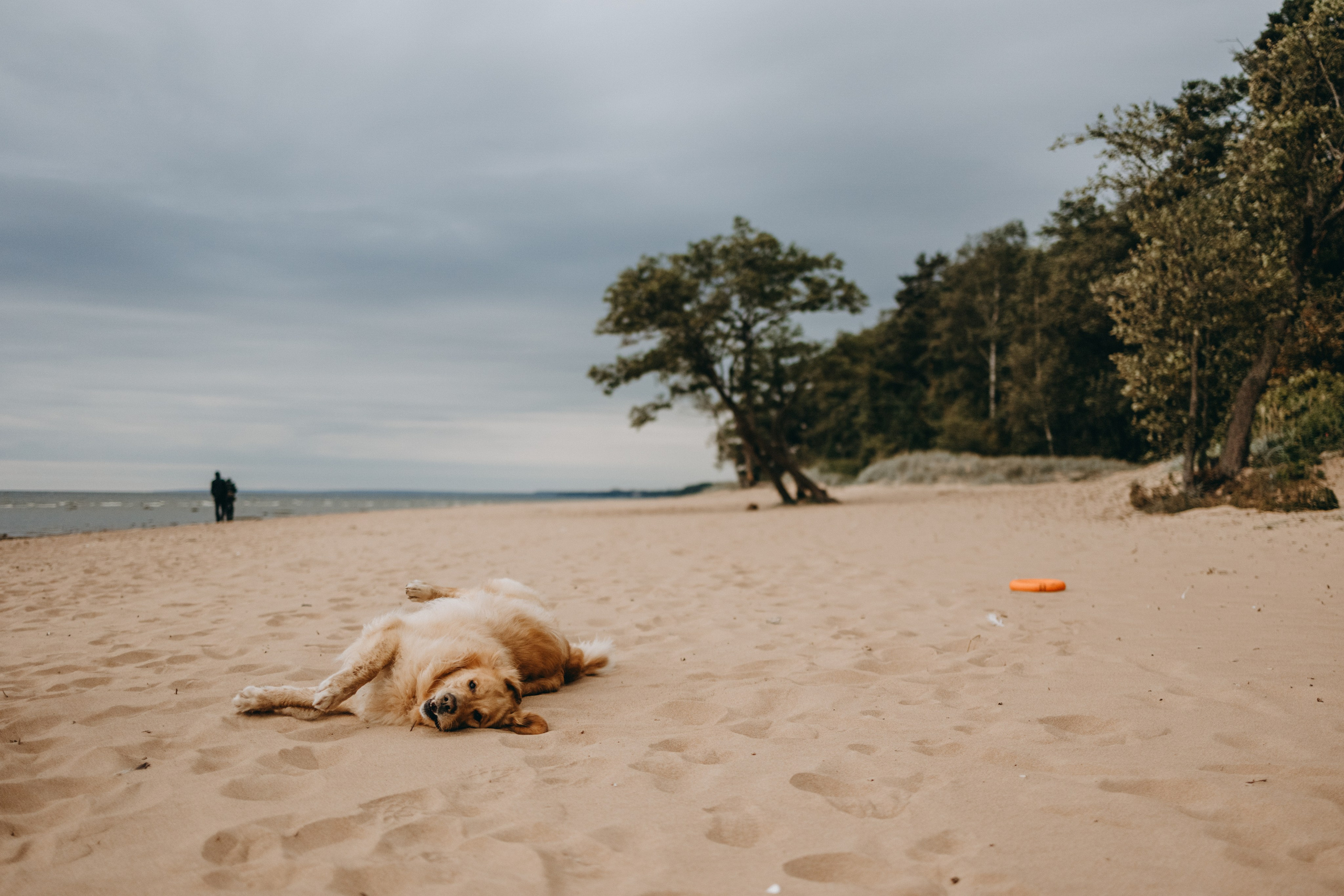 Фоси и его семьи. Фотограф — Анималист | Санкт-Петербург