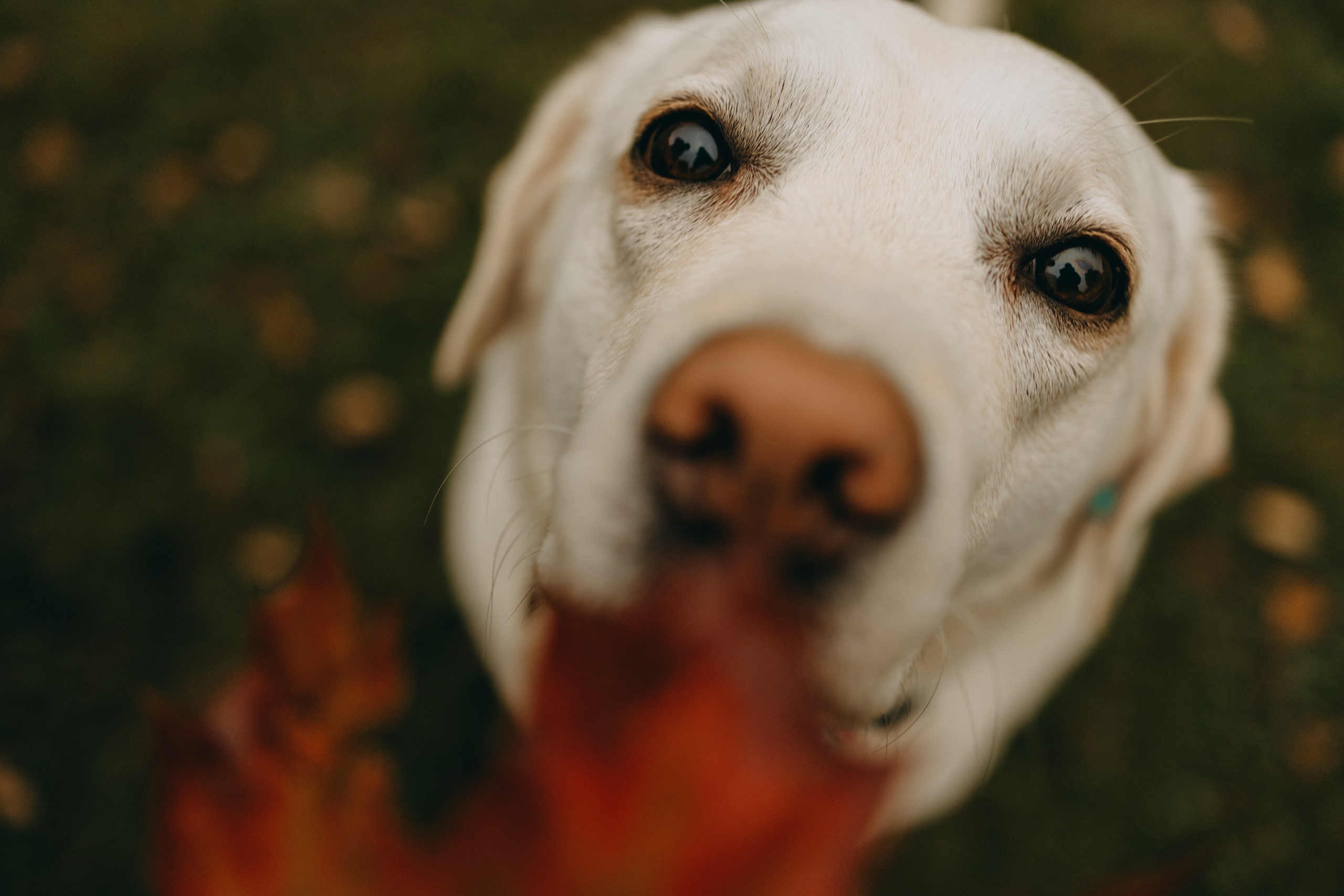 Женя и ее девочки. Фотограф — Анималист | Санкт-Петербург