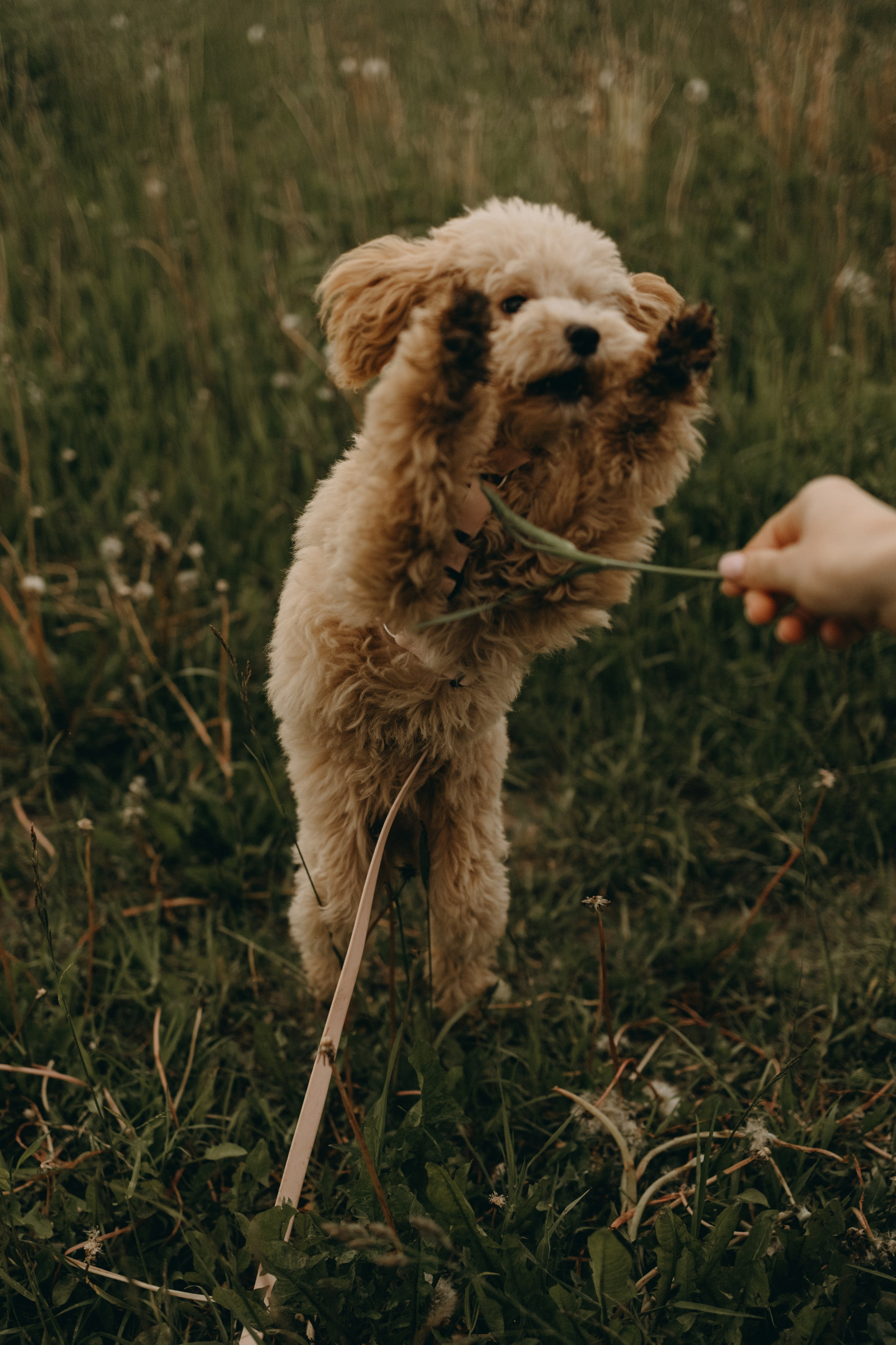 Мия и ее семья. Фотограф — Анималист | Санкт-Петербург