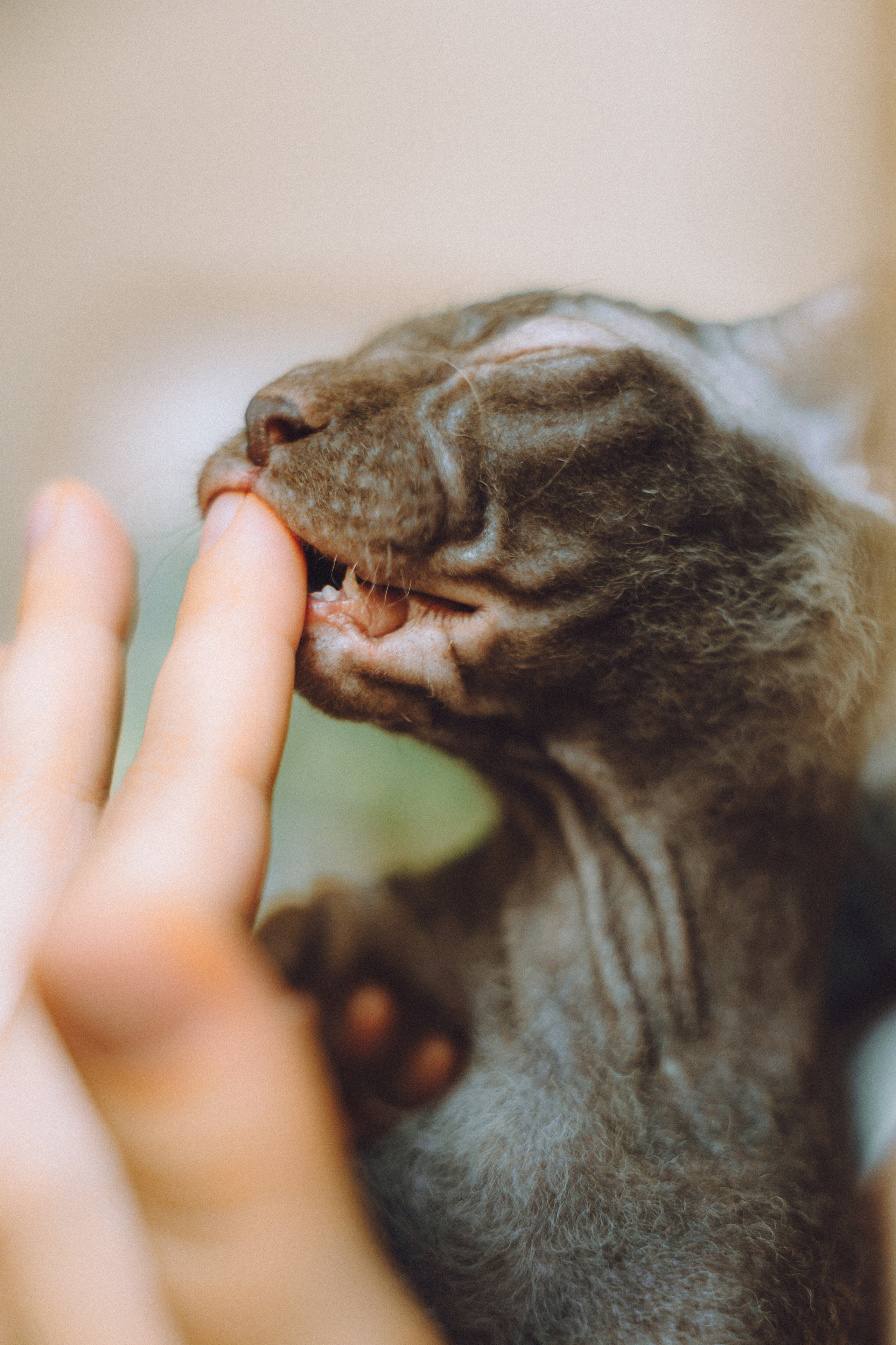 Кокос, Света, Динара и Вилли