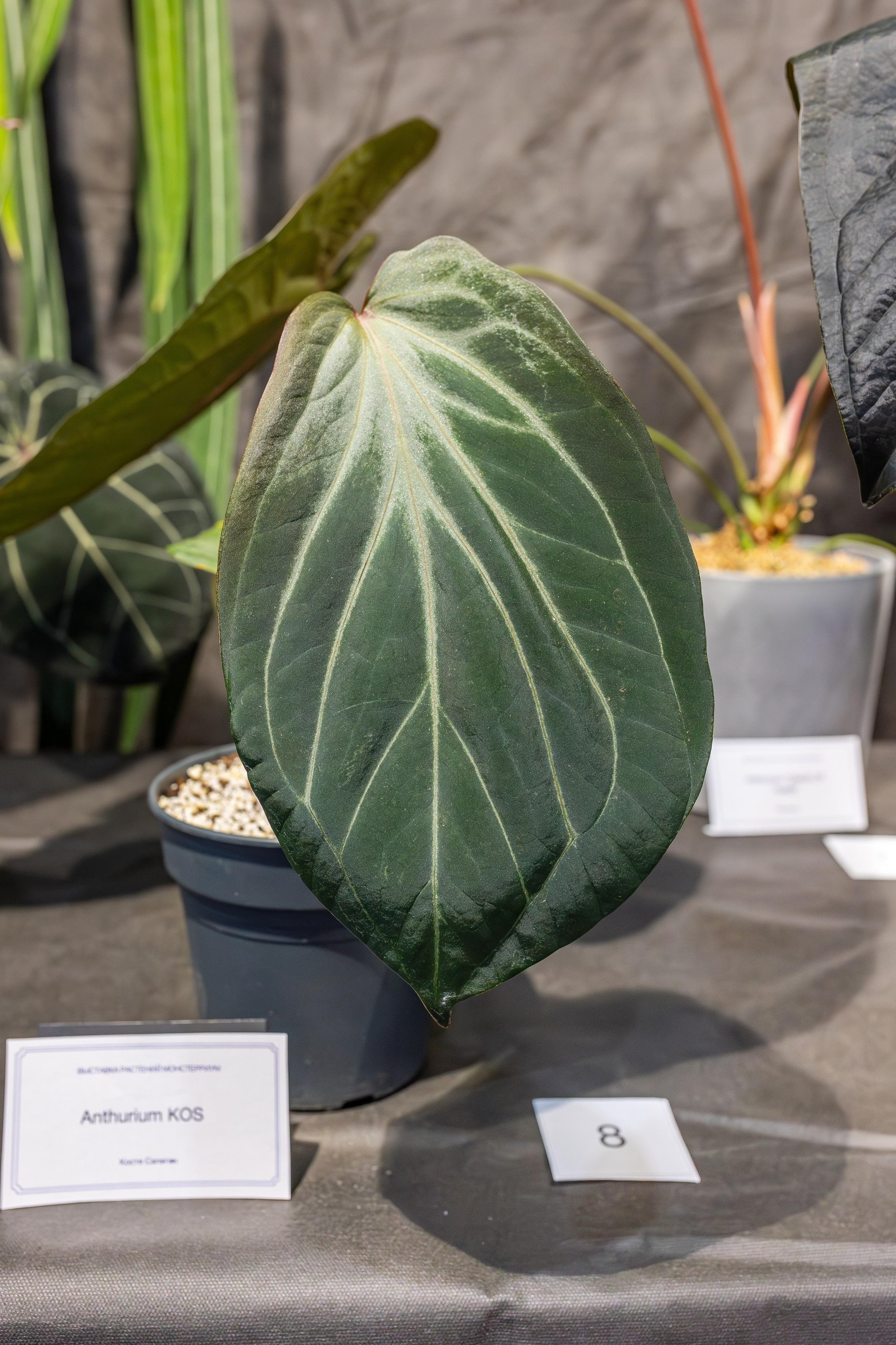 Монстериум апрель 2026. Александра Куликова фотограф, Москва