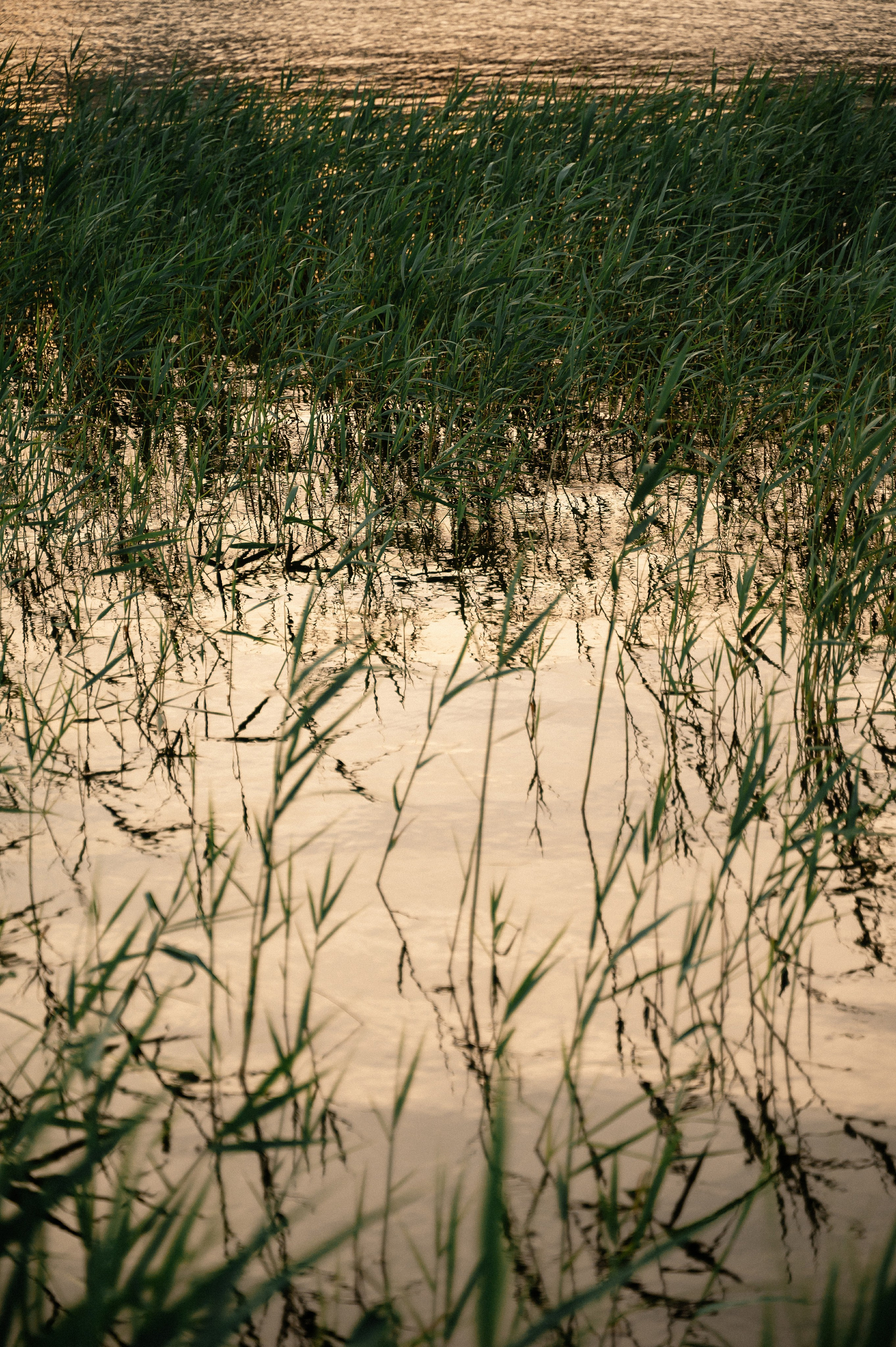 Ирина и Ева. Свадебный и семейный фотограф в Чебоксарах Ирина Левнер