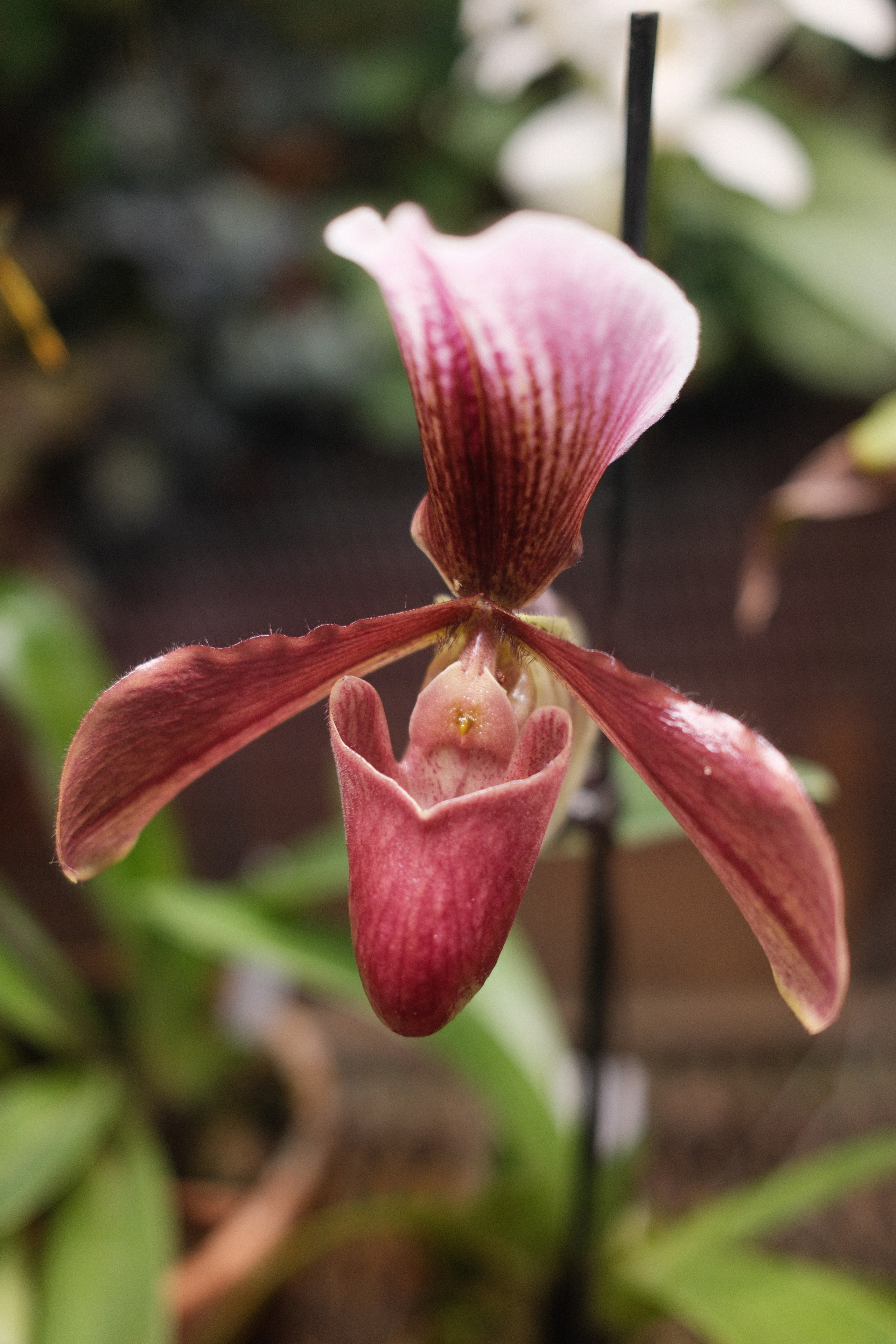 Аптекарский огород. Профессиональный фотограф в Москве Захар Ишутин