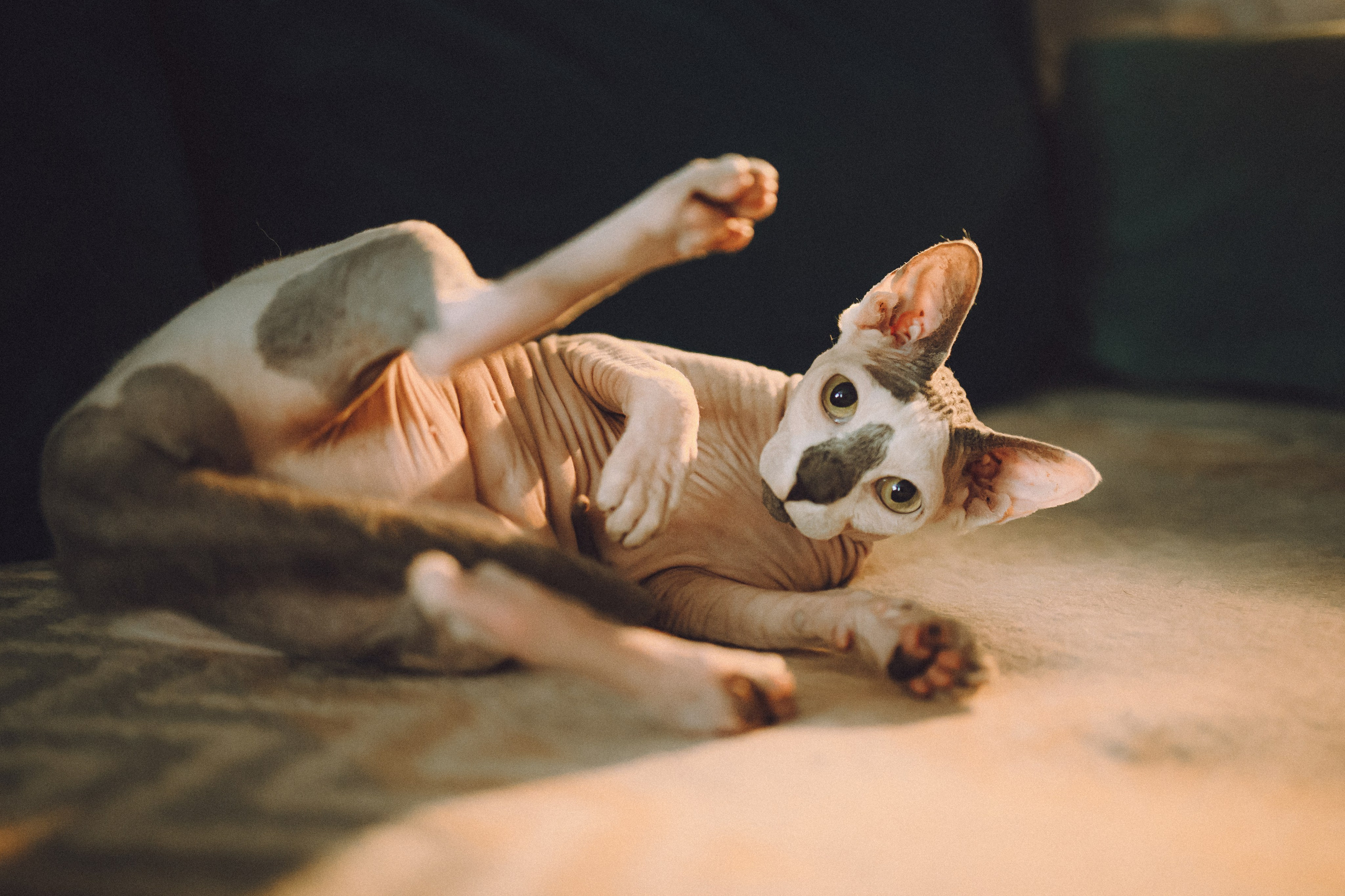 Топик и его семья