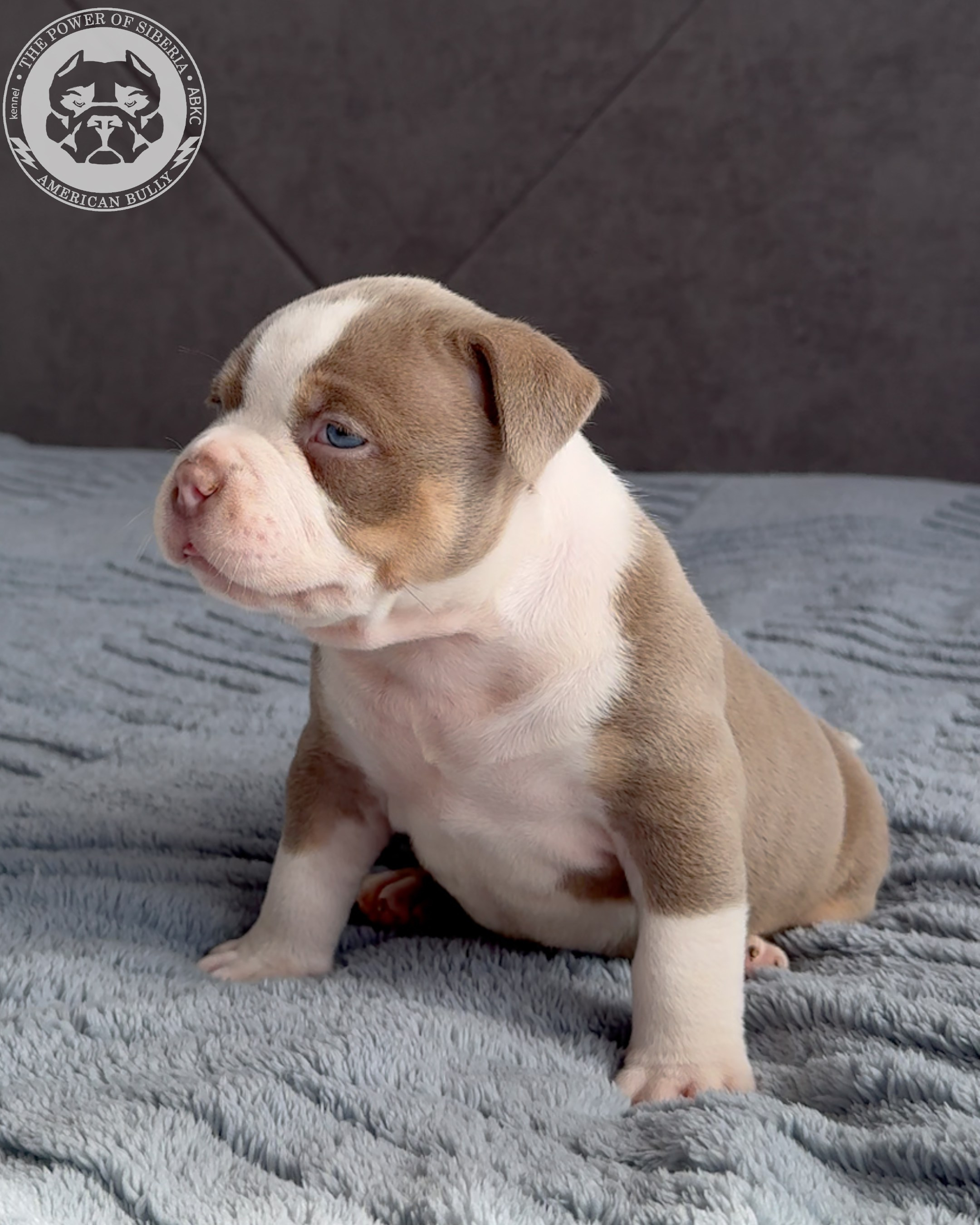 Свободные щенки Американский Булли стандарт и Свободные щенки Американский Булли классик. Американский Булли в г. Ростов-на-Дону. Питомник THE POWER OF SIBERIA