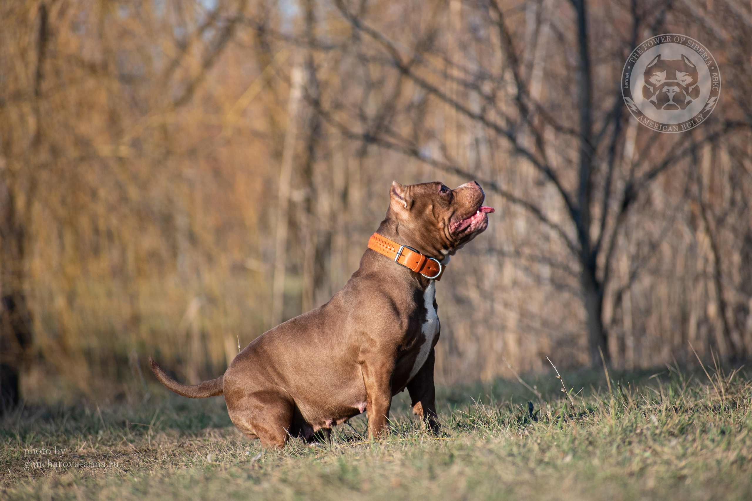 продажа щенков American Bully в Барнауле