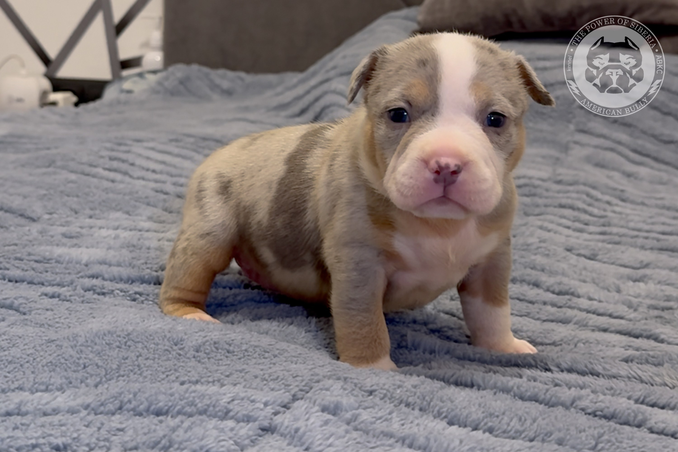 Свободные щенки Американский Булли, в типах покет, классик, стандарт. Американский Булли в г. Ростов-на-Дону. Питомник THE POWER OF SIBERIA