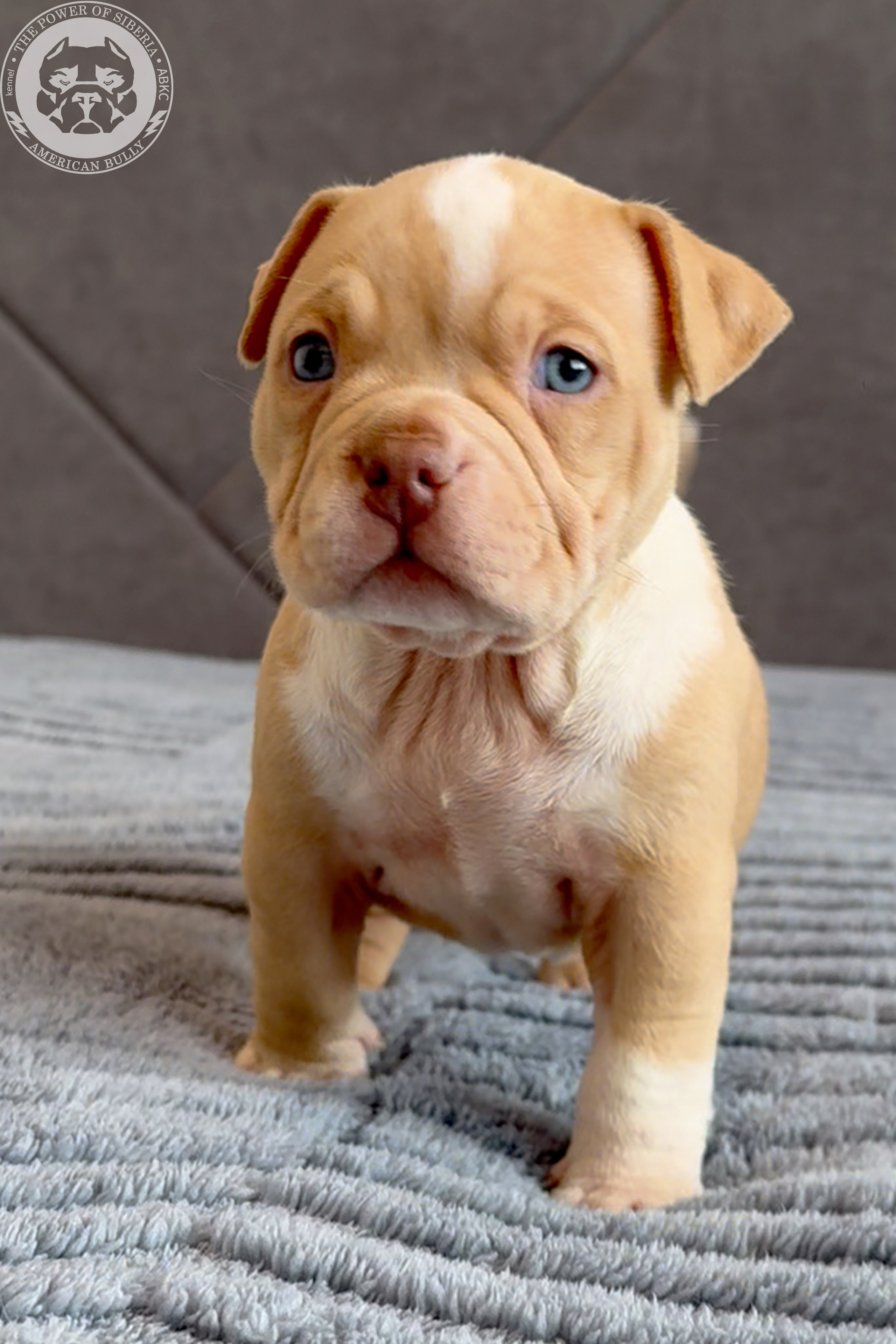 Свободные щенки Американский Булли, в типах покет, классик, стандарт. Американский Булли в г. Ростов-на-Дону. Питомник THE POWER OF SIBERIA