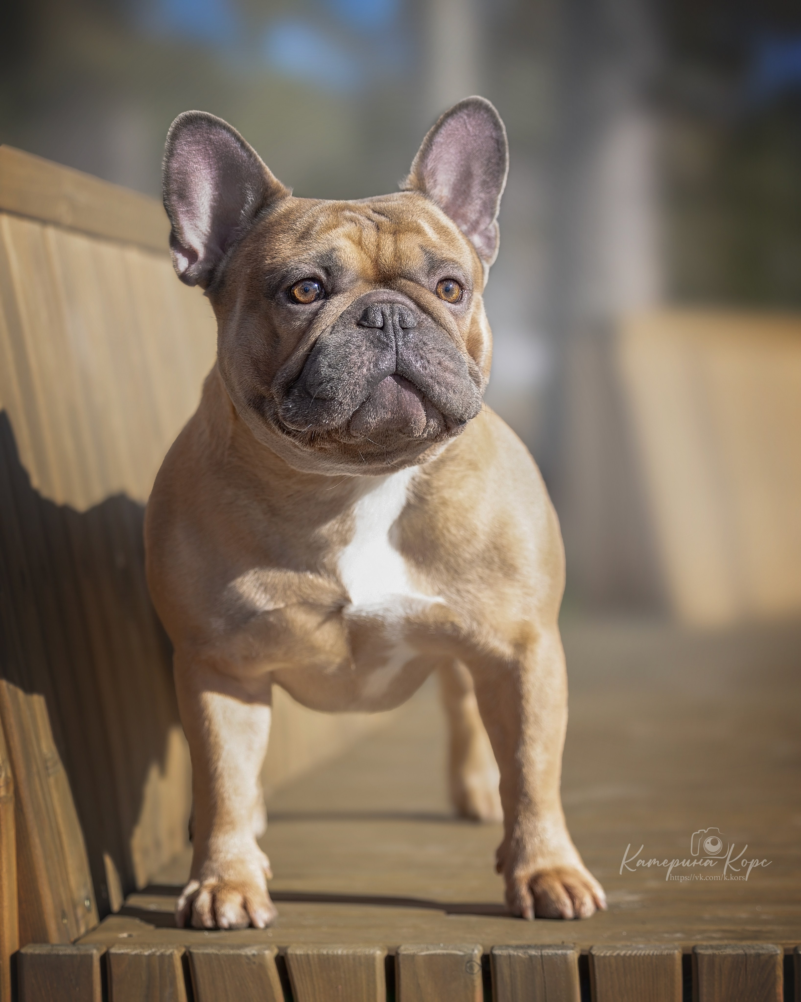 Французский бульдог Тайсон. Главная