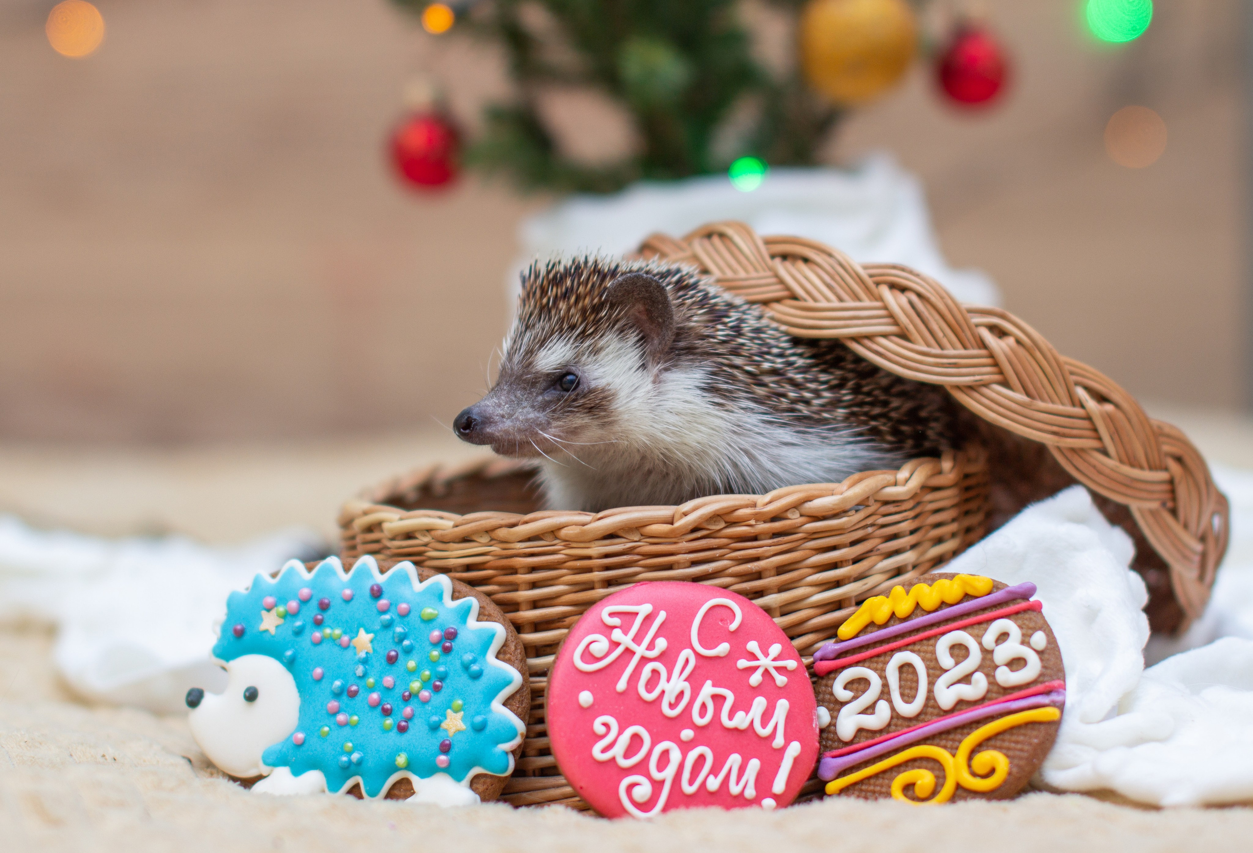 Животные. Детский и семейный фотограф в Санкт-Петербуре