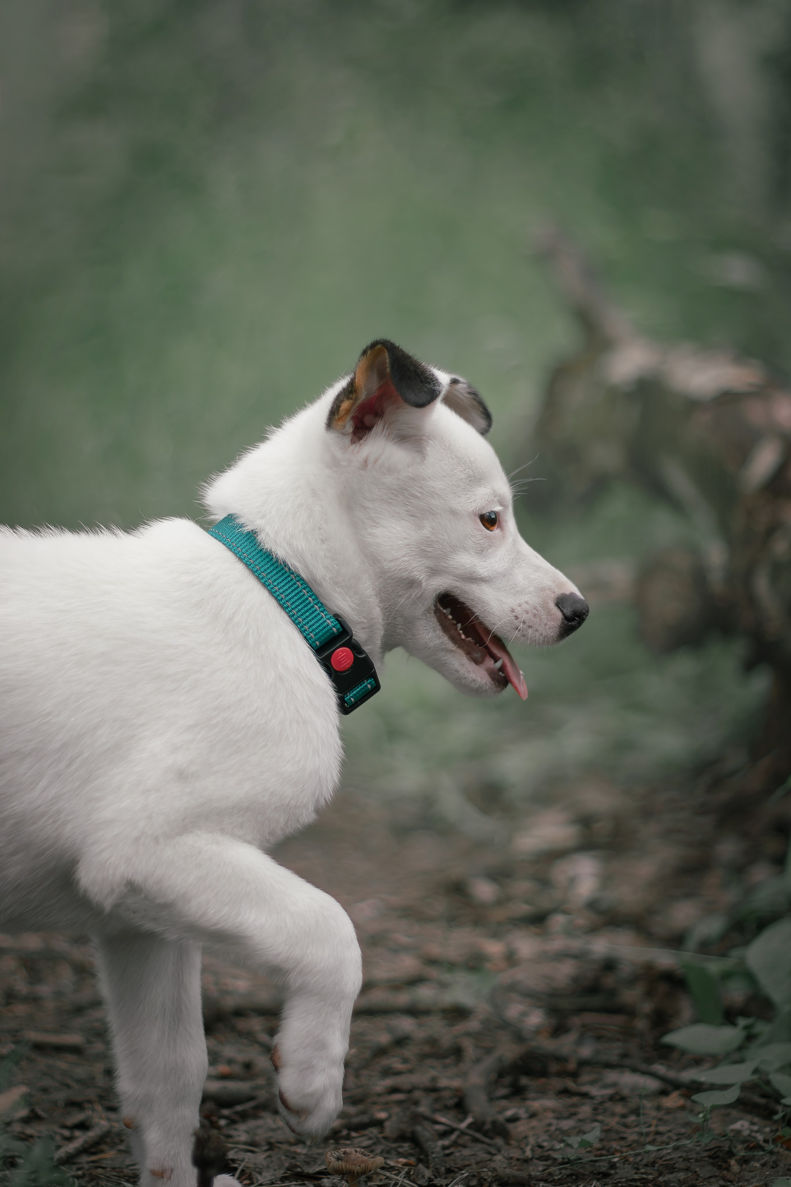 Фотосессия «Булка и Артём» — первый щенок, утренний свет, художественные фото | Воронеж, Липецк. Фотограф — анималист Алина Иванова