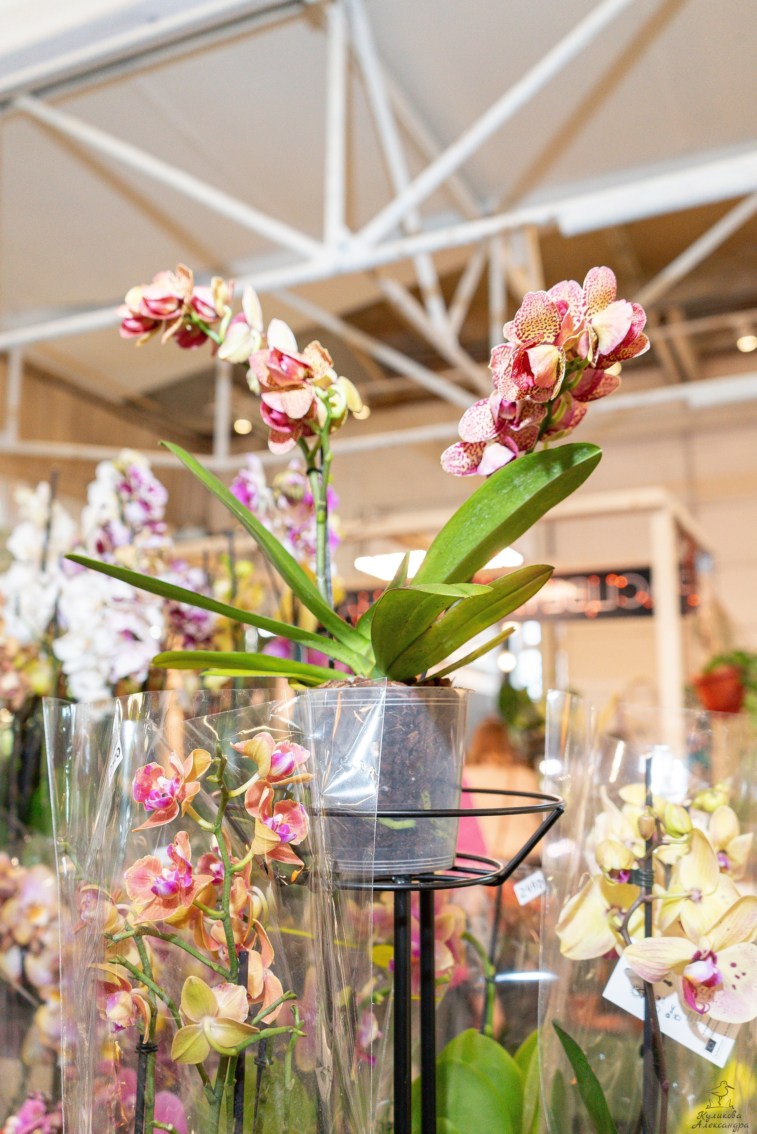 Гроубокс Артплей апрель. Александра Куликова фотограф, Москва