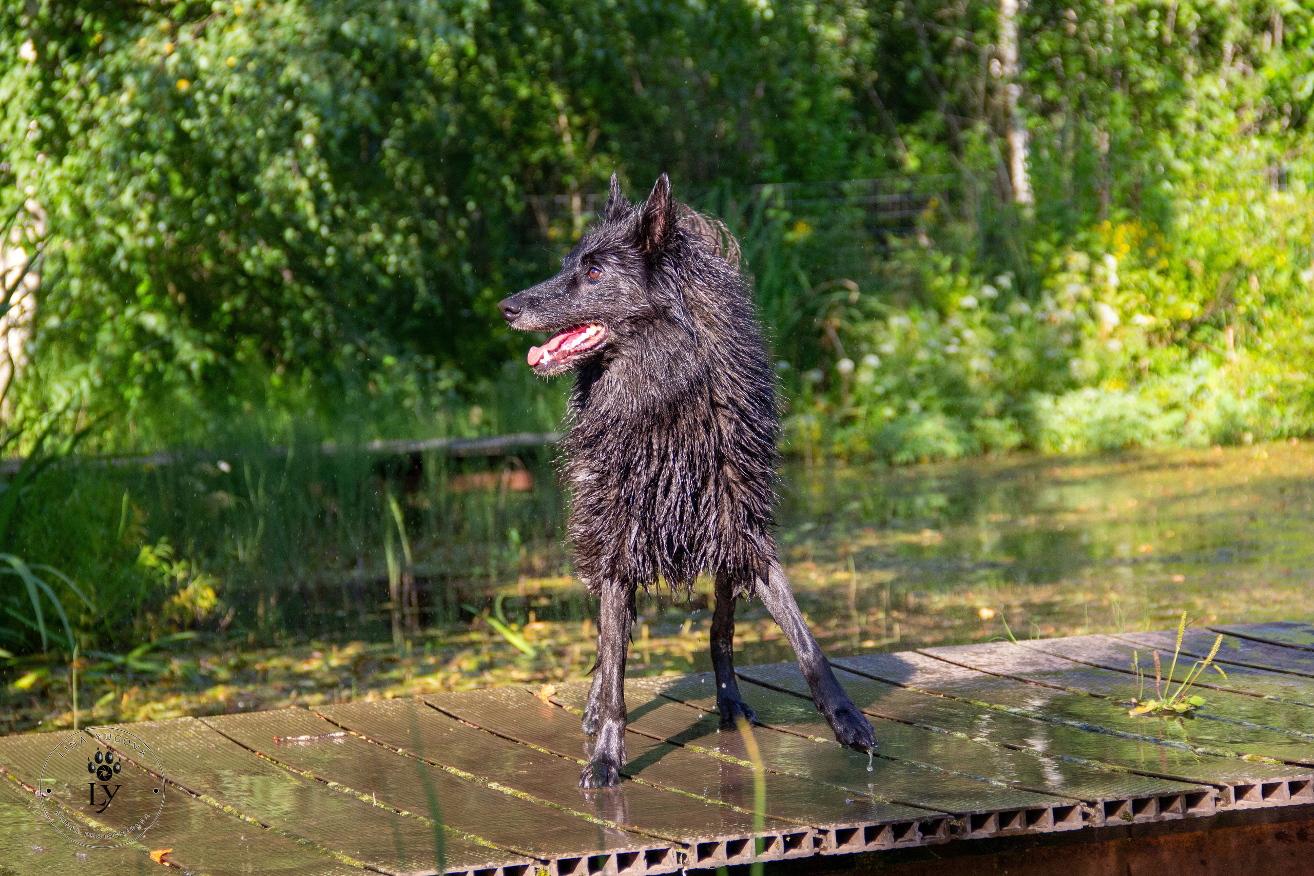 Логово доберманов. Фотозаметки Лины Юговой | фотограф-анималист