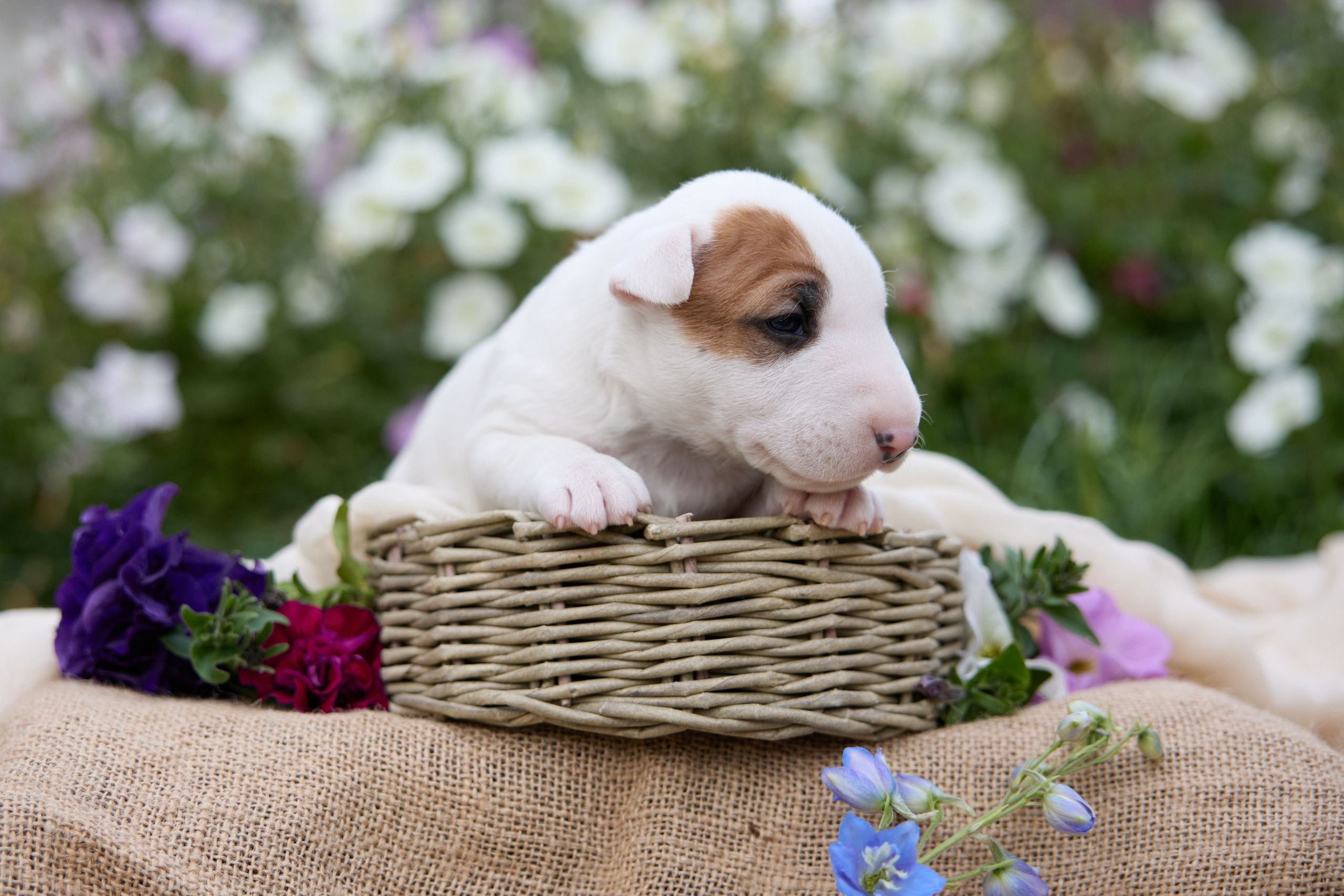 Щенки и котята на улице. Фотограф анималист в Казани Алина Сулейманова. Фотограф животных