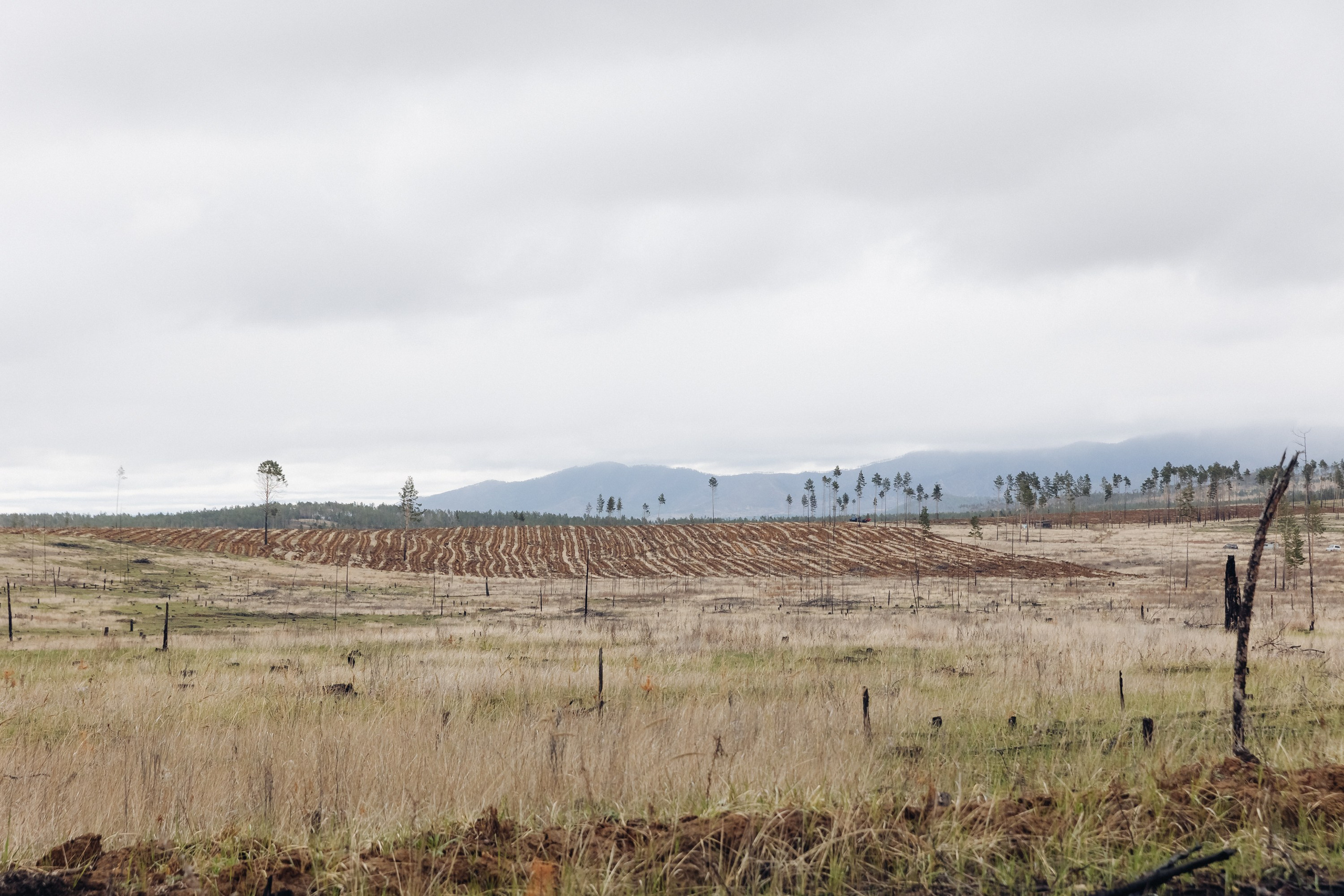Siberian wellness. Ежегодная акция по посадке деревьев. Свадебный и семейный фотограф в Улан-Удэ