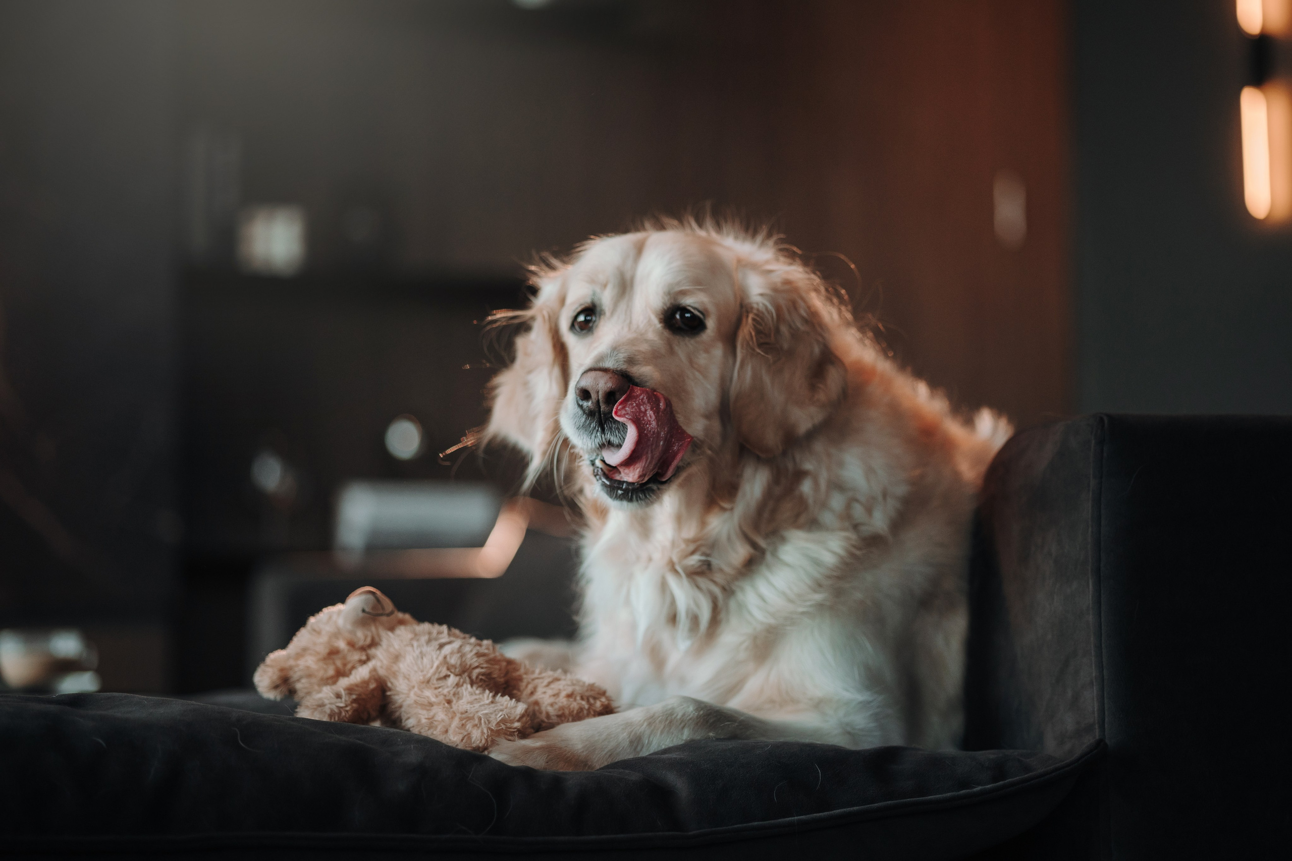 Вика и Рози. Фотограф — Анималист | Санкт-Петербург