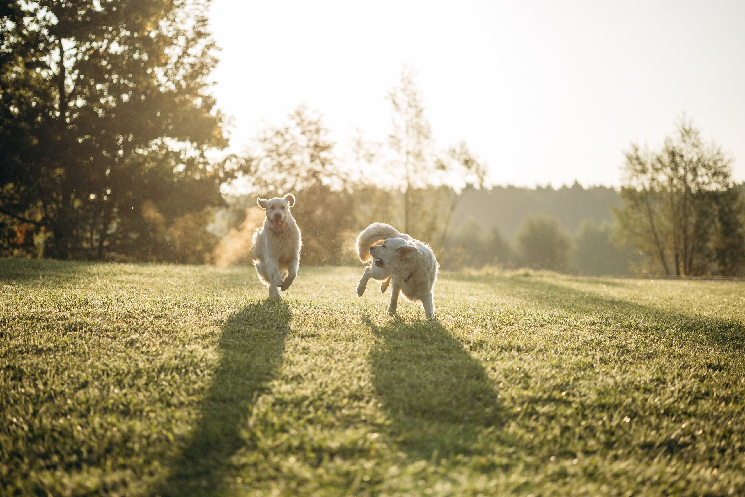 Ирина и ее золотинки. Фотограф — Анималист | Санкт-Петербург