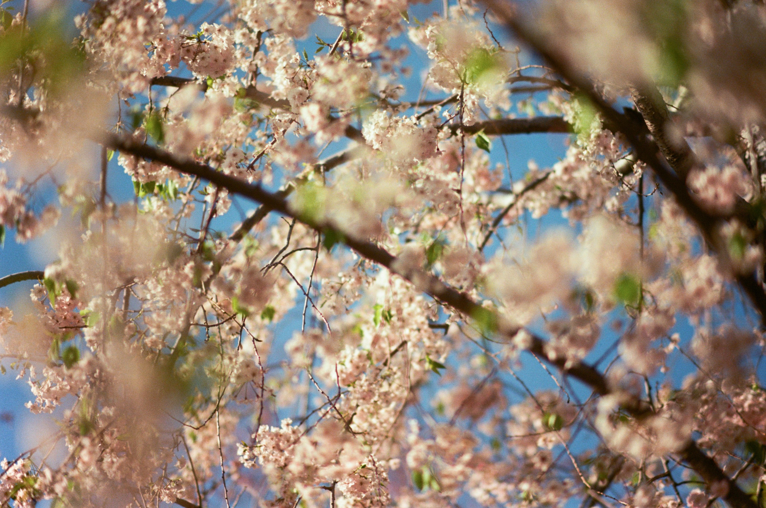Sakura blues // ukraine, crimea VI. EVER EXPOSED
