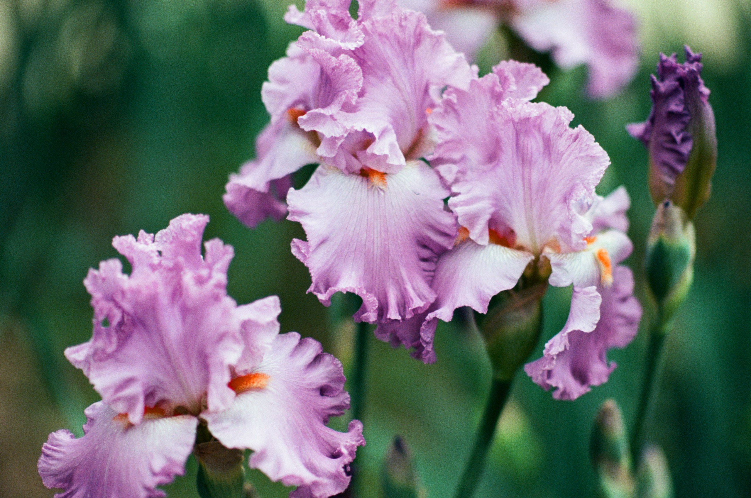 Pain shopping // ukraine, crimea VI. EVER EXPOSED