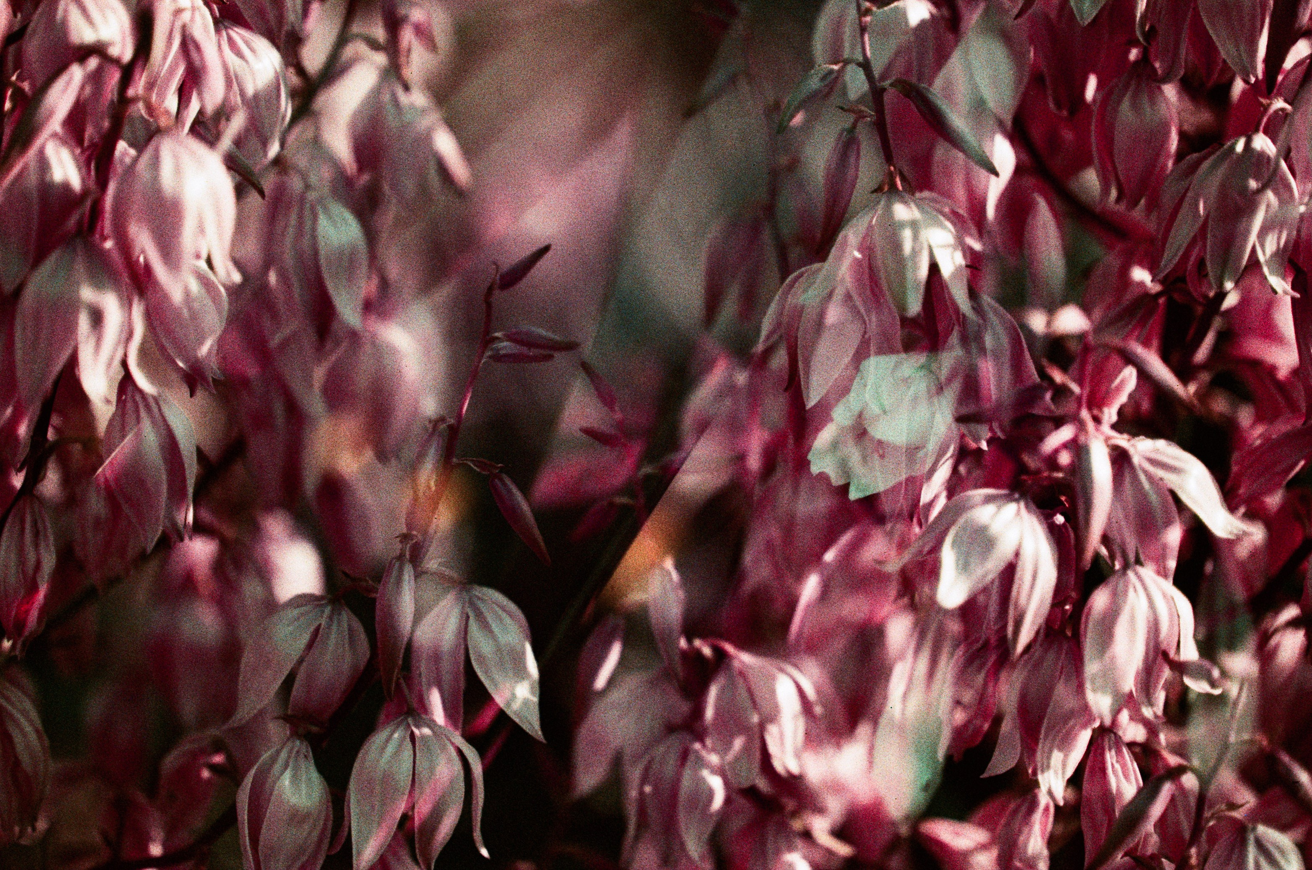 Pain shopping // ukraine, crimea II. EVER EXPOSED