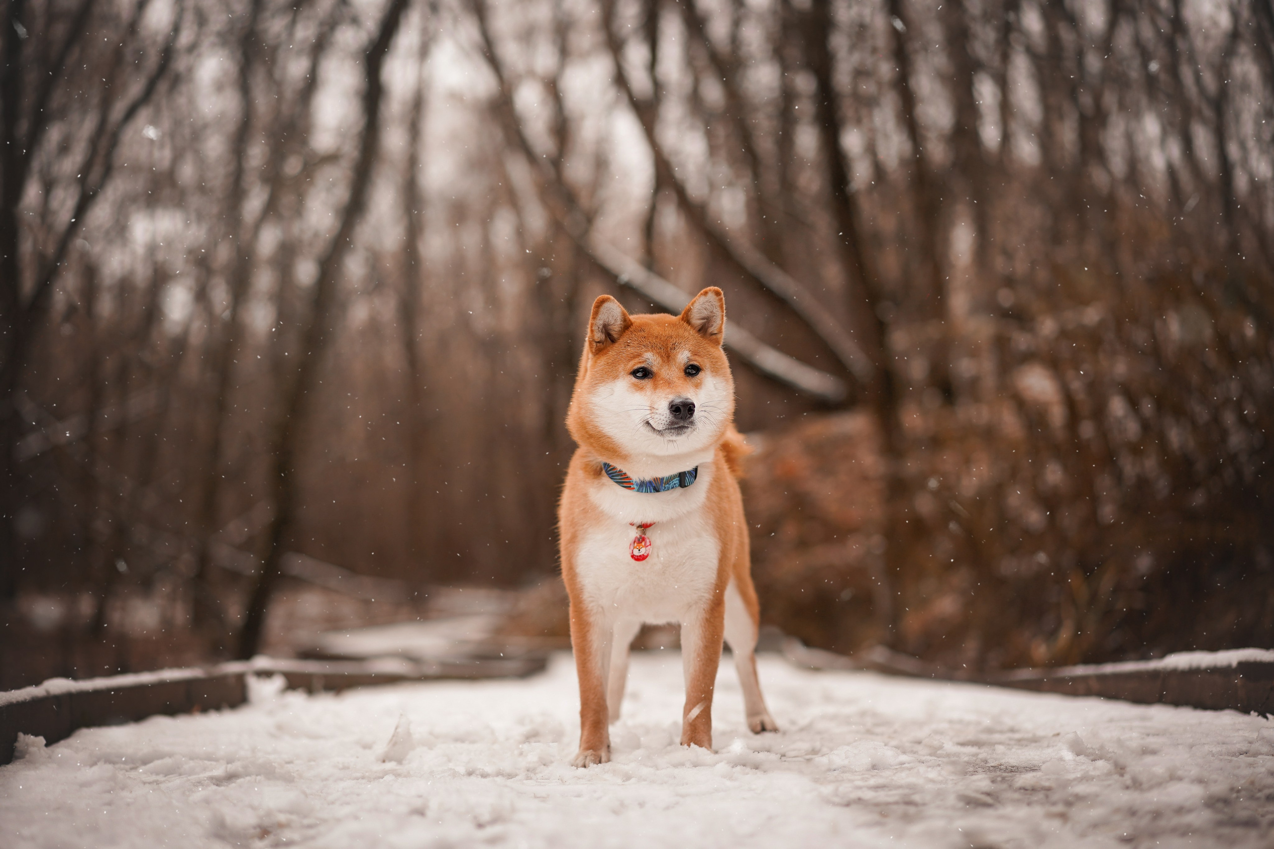 Алина и Юми. Фотограф-анималист в Санкт-Петербурге Яна Мартынова