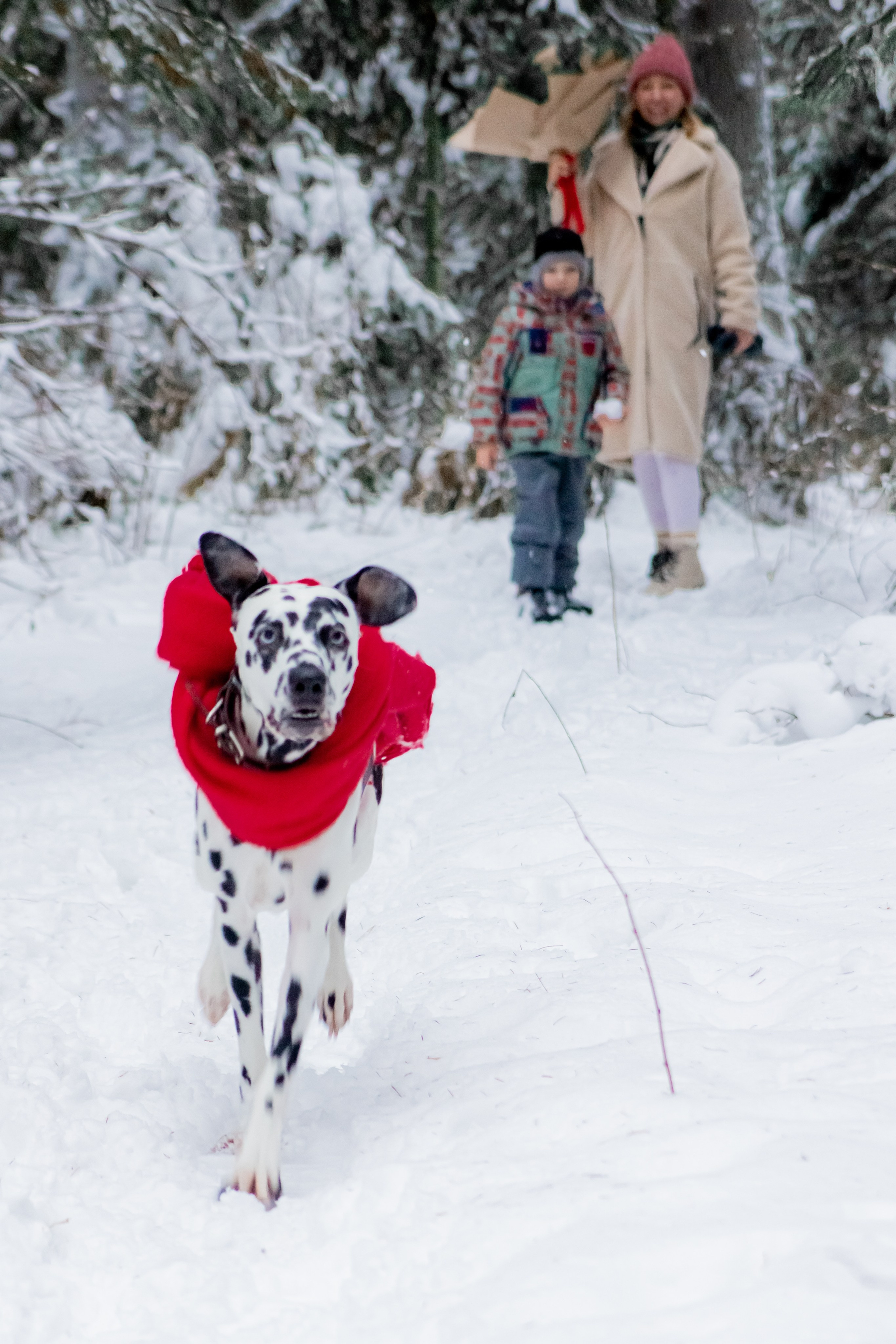 Саша, Дима, Лёня и Шерлок :). Екатерина Пашкова, фотограф, видеограф в Томске