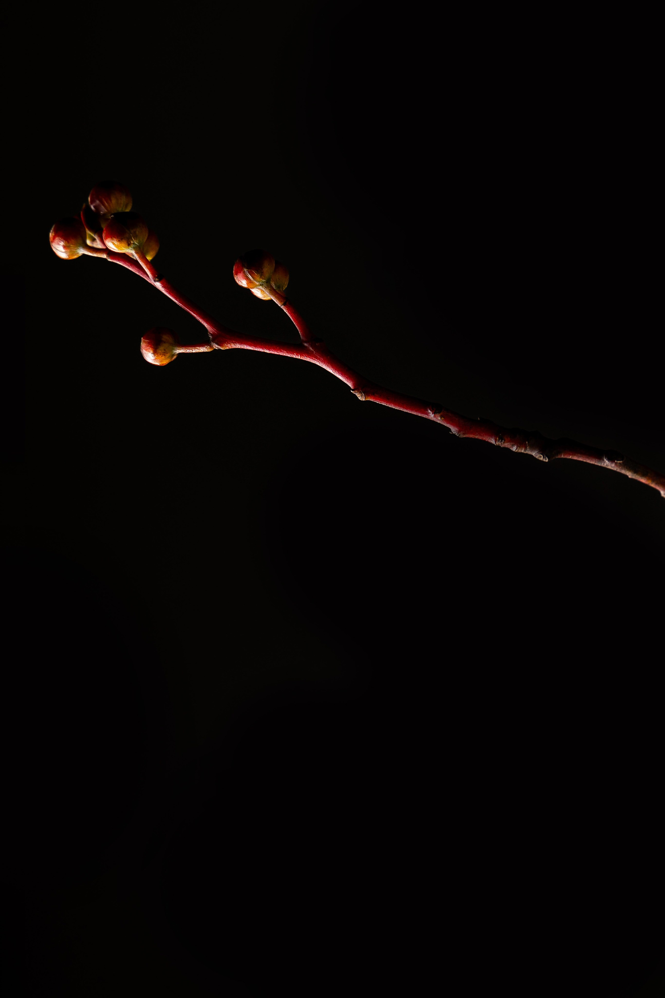 Букеты со сладостями. Фотограф и видеограф в Москве и Абу Даби Мария Кулагина