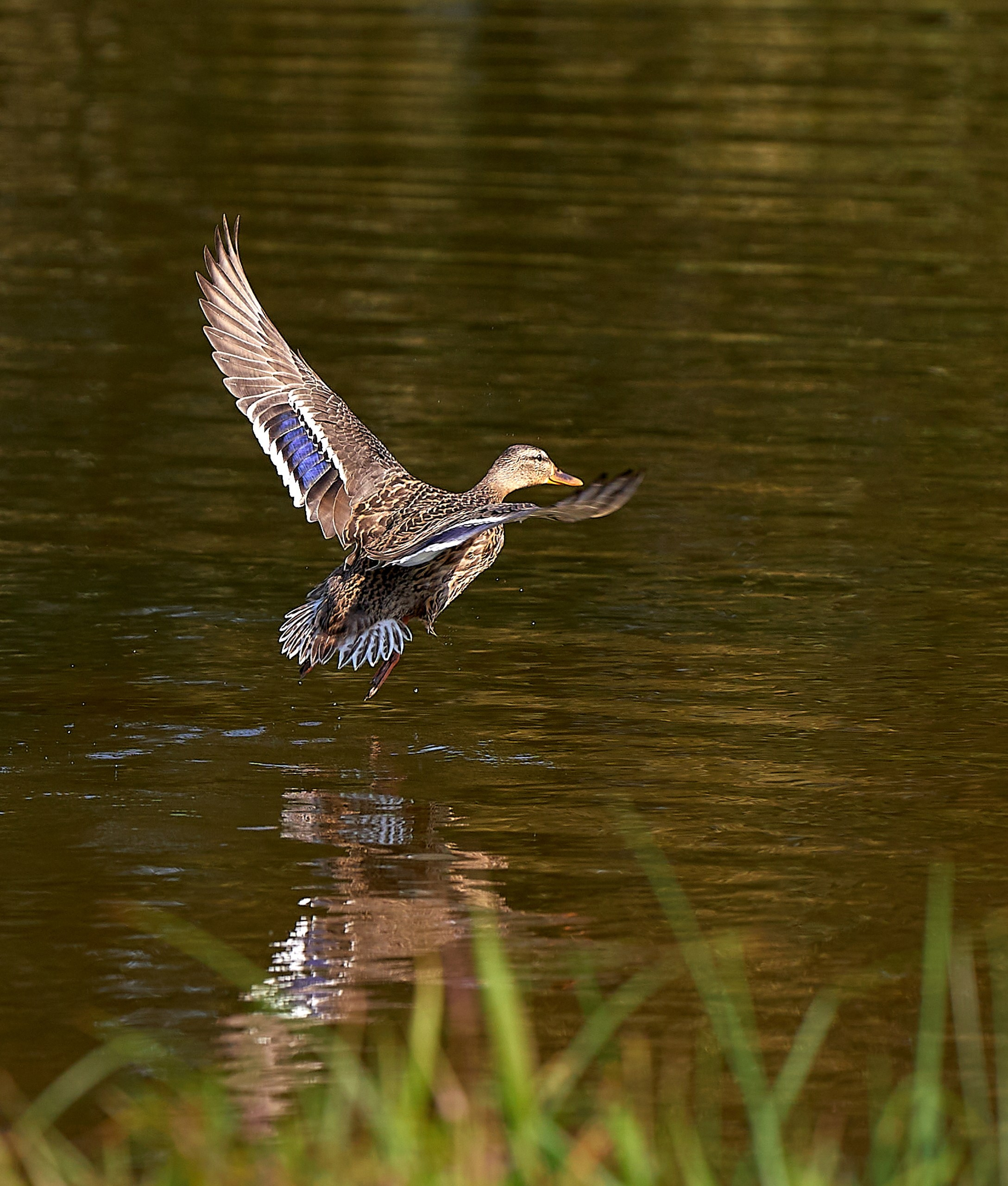 Фото птиц — галерея NATRIEL